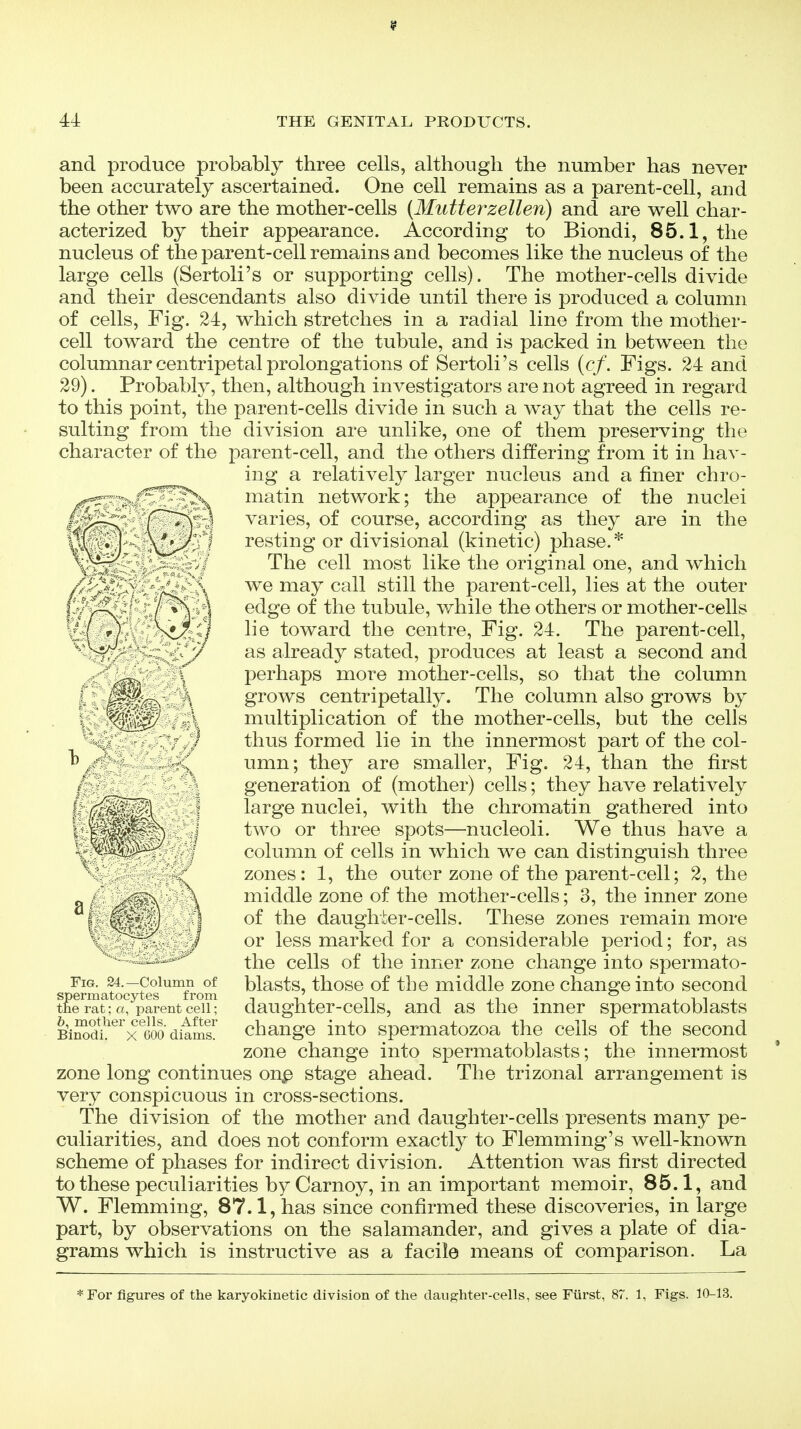 and produce probably three cells, although the number has never been accurately ascertained. One cell remains as a parent-cell, and the other two are the mother-cells {Mutterzellen) and are well char- acterized by their appearance. According to Biondi, 85.1, the nucleus of the parent-cell remains and becomes like the nucleus of the large cells (Sertoli's or supporting cells). The mother-cells divide and their descendants also divide until there is produced a column of cells. Fig. 24, which stretches in a radial line from the mother- cell toward the centre of the tubule, and is packed in between the columnar centripetal prolongations of Sertoli's cells {cf. Figs. 24 and 29). Probably, then, although investigators are not agreed in regard to this point, the parent-cells divide in such a way that the cells re- sulting from the division are unlike, one of them preserving the character of the parent-cell, and the others differing from it in hav- ing a relatively larger nucleus and a finer chro- matin network; the appearance of the nuclei varies, of course, according as they are in the resting or divisional (kinetic) phase.* The cell most like the original one, and which we may call still the parent-cell, lies at the outer edge of the tubule, while the others or mother-cells lie toward the centre. Fig. 24. The parent-cell, as already stated, produces at least a second and perhaps more mother-cells, so that the column grows centripetally. The column also grows by multiplication of the mother-cells, but the cells thus formed lie in the innermost j)art of the col- umn; they are smaller. Fig. 24, than the first generation of (mother) cells; they have relatively large nuclei, with the chromatin gathered into two or three spots—nucleoli. We thus have a column of cells in which we can distinguish three zones: 1, the outer zone of the parent-cell; 2, the middle zone of the mother-cells; 3, the inner zone of the daughter-cells. These zones remain more or less marked for a considerable period; for, as the cells of the inner zone change into spermato- blasts, those of the middle zone change into second daughter-cells, and as the inner spermatoblasts change into spermatozoa the cells of the second zone change into spermatoblasts; the innermost zone long continues on^ stage ahead. The trizonal arrangement is very conspicuous in cross-sections. The division of the mother and daughter-cells presents many pe- culiarities, and does not conform exactly to Flemming's well-known scheme of phases for indirect division. Attention was first directed to these peculiarities by Carnoy, in an important memoir, 85.1, and W. Flemming, 87.1, has since confirmed these discoveries, in large part, by observations on the salamander, and gives a plate of dia- grams which is instructive as a facile means of comparison. La Fig. 24.—Column of spermatocytes from the rat; «, parent cell; 6, mother cells. After Binodi. x 600 diams. *For figures of the karyokinetlc division of the daughter-cells, see Furst, 87. 1, Figs. 10-13.