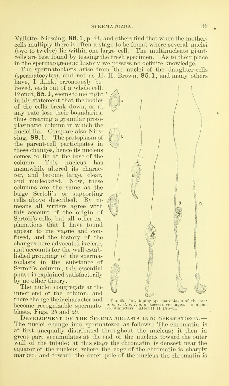 Vallette, Niessiiig, 88.1, p. 44, and others find that when the mother- cells multiply there is often a stage to be found where several nuclei (two to twelve) lie within one large cell. The multinucleate giant- cells are best found by teasing the fresh specimen. As to their place in the spermatogenetic history we possess no definite knowledge. The spermatoblasts arise from the nuclei of the daughter-cells (spermatocytes), and not as H. H. Brown, 85.1, and many others have, I think, erroneousl}^ be- lieved, each out of a w^hole cell. Biondi, 85.1, seems to me right in his statement that the bodies of ishe cells break down, or at any rate lose their boundaries, thus creating a granular proto- plasmatic column in which the nuclei lie. Compare also ISTies- sing, 88.1. The protoplasm of the parent-cell participates in these changes, hence its nucleus comes to lie at the base of the column. This nucleus has meanwhile altered its charac- ter, and become large, clear, and nucleolated. Now, these columns are the same as the large Sertoli's or supporting cells above described. By no means all writers agree with this account of the origin of Sertoli's cells, but all other ex- planations that I have found appear to me vague and con- fused, and the history of the changes here advocated is clear, and accounts for the well-estab- lished grouping of the sperma- toblasts in the substance of Sertoli's column; this essential phase is explained satisfactorily by no other theory. The nuclei congregate at the inner end of the column, and there change their character and become recognizable spermato- blasts. Figs. 25 and 29. Development of the Spermatoblasts into Spermatozoa.— The nuclei change into spermatozoa as follows: The chromatin is at first unequally distributed throughout the nucleus; it then in great part accumulates at the end of the nucleus toward the outer wall of the tubule; at this stage the chromatin is densest near the equator of the nucleus, where the edge of the chromatin is sharply marked, and toward the outer pole of the nucleus the chromatin is I h Fig. 25.—Developing spermatoblasts of the rat: a, 6, c, d, e, /, (/, /i, successive stages. X about 750 diameters. After H. H. Brown.