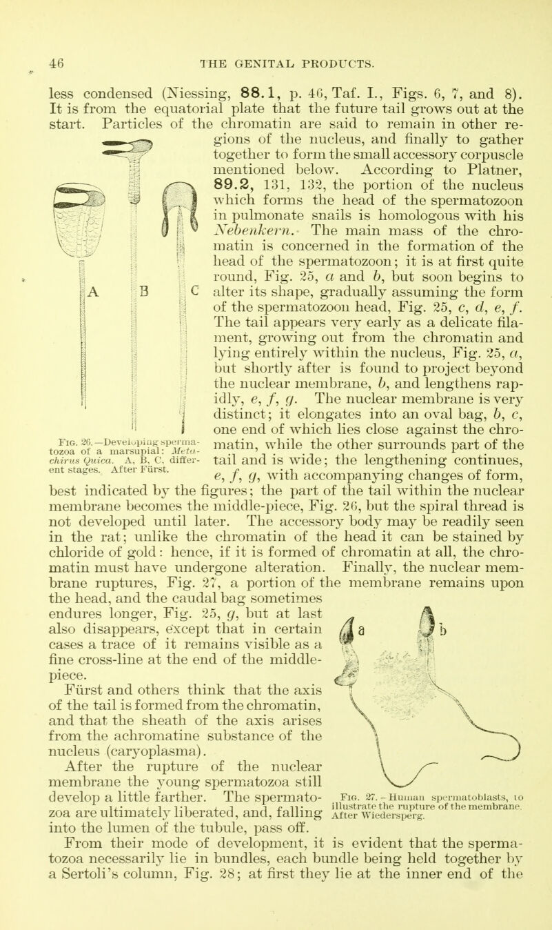 less condensed (Niessing, 88.1, p. 40, Taf. I., Figs. 6, 7, and 8). It is from the equatorial plate that the future tail grows out at the start. Particles of the chromatin are said to remain in other re- gions of the nucleus, and finally to gather together to form the small accessory corpuscle mentioned below. According to Platner, 89.2, 131, 132, the portion of the nucleus which forms the head of the spermatozoon in pulmonate snails is homologous with his Xebenkern. The main mass of the chro- matin is concerned in the formation of the head of the spermatozoon; it is at first quite round, Fig. 25, a and 6, but soon begins to B ;, C alter its shape, gradually assuming the form I of the spermatozoon head, Fig. 25, c, d, e, /. II The tail appears very early as a delicate fila- ! j ment, growing out from the chromatin and lying entirely within the nucleus, Fig. 25, a, but shorth after is found to project beyond the nuclear membrane, 6, and lengthens rap- idly, e, /, g. The nuclear membrane is very distinct; it elongates into an oval bag, 6, c, one end of which lies close against the chro- matin, while the other surrounds part of the tail and is wide; the lengthening continues, 65 /? Qi with accompanying changes of form, best indicated by the figures; the part of the tail within the nuclear membrane becomes the middle-jDiece, Fig. 26, but the spiral thread is not developed until later. The accessory body may be readily seen in the rat; unlike the chromatin of the head it can be stained by chloride of gold: hence, if it is formed of chromatin at all, the chro- matin must have undergone alteration. Finally, the nuclear mem- brane ruptures. Fig. 27, a portion of the membrane remains upon the head, and the caudal bag sometimes endures longer. Fig. 25, g, but at last also disappears, except that in certain /^^ a cases a trace of it remains visible as a fine cross-line at the end of the middle- piece. Fiirst and others think that the axis of the tail is formed from the chromatin, and that the sheath of the axis arises from the achromatine substance of the nucleus (car^^oplasma). After the rupture of the nuclear membrane the young sperm^atozoa still develop a little farther. The spermato- zoa are ultimately liberated, and, falling into the lumen of the tubule, pass off. From their mode of development, it is evident that the sperma- tozoa necessarily lie in bundles, each bundle being held together by Fig. 26.—Deveiupiug spei iu; tozoa of a marsupial: Mtt' chirus Quica. A, B, C, diffe ent stages. After Fiirst. \ Fig. 27. - Human spermatoblasts, lo illustrate the inpture of the membrane. After Wiedersperg. a Sertoli's column. Fig. 28; at first they lie at the inner end of the