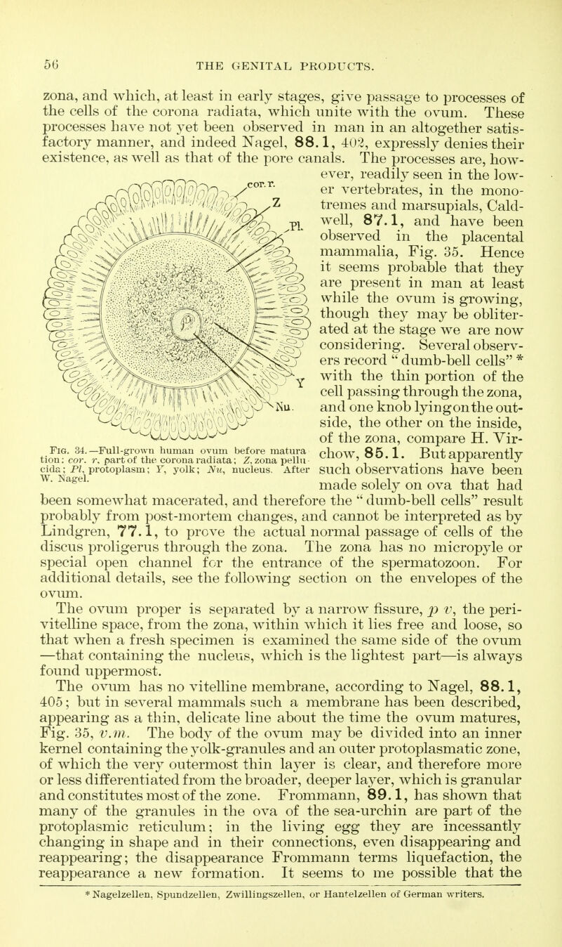 zona, and which, at least in early stages, give passage to processes of the cells of the corona radiata, which unite with the ovum. These processes have not yet been observed in man in an altogether satis- factory manner, and indeed Nagel, 88.1, 402, expressly denies their existence, as well as that of the pore canals. The processes are, how- been somewhat macerated, and therefore the  dumb-bell cells result probably from post-mortem changes, and cannot be interpreted as by Lindgren, 77.1, to prove the actual normal passage of cells of the discus proligerus through the zona. The zona has no micropyle or special open channel for the entrance of the spermatozoon. For additional details, see the following section on the envelopes of the ovum. The ovum proper is separated by a narrow fissure, p the peri- vitelline space, from the zona, within which it lies free and loose, so that when a fresh specimen is examined the same side of the ovum —that containing the nucleus, which is the lightest part—is always found uppermost. The ovum has no vitelline membrane, according to Nagel, 88.1, 405; but in several mammals such a membrane has been described, appearing as a thin, delicate line about the time the ovum matures, Fig. 35, v.m. The body of the ovum may be divided into an inner kernel containing the yolk-granules and an outer protoplasmatic zone, of which the very outermost thin layer is clear, and therefore more or less differentiated from the broader, deeper layer, which is granular and constitutes most of the zone. Frommann, 89.1, has shown that many of the granules in the ova of the sea-urchin are part of the protoplasmic reticulum; in the living egg they are incessantly changing in shape and in their connections, even disappearing and reappearing; the disappearance Frommann terms liquefaction, the reappearance a new formation. It seems to me possible that the * Nagelzellen, Spundzellen, Zwillingszellen, or Hantelzellen of German writers. Fig. 34.—Full-grown human ovum before matura tion: cor. r, part of the corona radiata; Z, zona pellu cida; P/, pi'otoplasm; F, yolk; JVm, nucleus. After W. Nagel. ever, readily seen in the low- er vertebrates, in the mono- tremes and marsupials, Cald- well, 87.1, and have been observed in the placental mammalia, Fig. 35. Hence it seems probable that they are present in man at least while the ovum is growing, though they may be obliter- ated at the stage we are now considering. Several observ- ers record  dumb-bell cells * with the thin portion of the cell passing through the zona, and one knob lying on the out- side, the other on the inside, of the zona, compare H. Vir- chow, 85.1. But apparently such observations have been made solely on ova that had