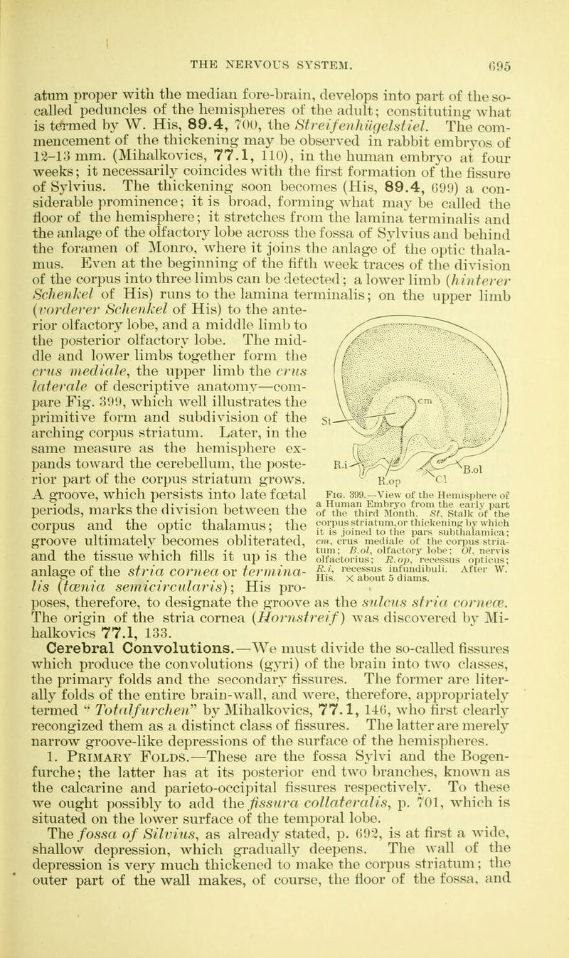 atum proper with the median fore-brain, develops into part of the so- called peduncles of the hemispheres of the adult; constituting what is termed by W. His, 89.4, 700, the Streifenhiigelstiel. The com- mencement of the thickening may be observed in rabbit embryos of 12-13 mm. (Mihalkovics, 77.1, 110), in the human embryo at four weeks; it necessarily coincides with the first formation of the fissure of Sylvius. The thickening soon becomes (His, 89.4, 699) a con- siderable prominence; it is broad, forming what may be called the floor of the hemisphere; it stretches from the lamina terminalis and the anlage of the olfactory lobe across the fossa of Sylvius and behind the foramen of Monro, where it joins the anlage of the optic thala- mus. Even at the beginning of the fifth week traces of the division of the corpus into three limbs can be detected; a lower limb {hinterer Schenkel of His) runs to the lamina terminalis; on the upper limb {vorderer Schenkel of His) to the ante- rior olfactory lobe, and a middle limb to the posterior olfactory lobe. The mid- dle and lower limbs together form the cms inedicde, the upper limb the crus laterale of descriptive anatomy—com- pare Fig. 399, which well illustrates the primitive form and subdivision of the arching corpus striatum. Later, in the same measure as the hemisphere ex- pands toward the cerebellum, the poste- rior part of the corpus striatum grows. A groove, which persists into late foetal periods, marks the division between the corpus and the optic thalamus; the groove ultimately becomes obliterated, and the tissue which fills it up is the anlage of the stria cornea or termina- lis (tcenia semicirciilaris) \ His pro- poses, therefore, to designate the groove as the sulcus stria cornece. The origin of the stria cornea {Hornstreif) was discovered by Mi- halkovics 77.1, 133. Cerebral Convolutions.—We must divide the so-called fissures which produce the convolutions (gyri) of the brain into two classes, the primary folds and the secondary fissures. The former are liter- ally folds of the entire brain-wall, and were, therefore, appropriately termed  Totalfurchen by Mihalkovics, 77.1, 116, who first clearly recongized them as a distinct class of fissures. The latter are merely narrow groove-like depressions of the surface of the hemispheres. 1. Primary Folds.—These are the fossa Sylvi and the Bogen- furche; the latter has at its posterior end two branches, known as the calcarine and parieto-occipital fissures respectively. To these we ought possibly to add ihe fissura collateralis, p. 701, which is situated on the lower surface of the temporal lobe. The fossa of Silvius, as already stated, p. 692, is at first a wide, shallow depression, which gradually deepens. The wall of the depression is very much thickened to make the corpus striatum; the outer part of the wall makes, of course, the floor of the fossa, and / - K.op Fig. 399.—View of the Hemisphere of a Human Embryo from the early part of the third Month. St. Sta]k of the corpus striatum, or thickening- by which it is joined to the pars subtha'lamica; cm, crus mediale of the corpus stria- tum; B.ol, olfactory lobe; 01, nervis olfactorius; E.op, recessus opticus; R.i\ recessus infundibuli. After W. His. X about 5 diams.