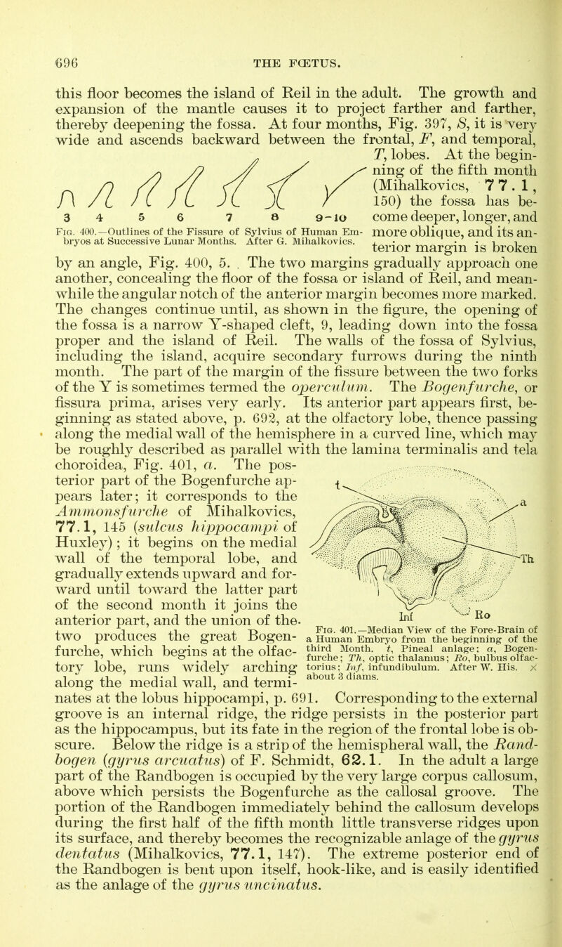this floor becomes the island of Reil in the adult. The growth and expansion of the mantle causes it to project farther and farther, thereby deepening the fossa. At four months, Fig. 397, aS, it is very wide and ascends backward between the frontal, and temporal, T, lobes. At the begin- ning of the fifth month (Mihalkovics, 7 7. 1, 150) the fossa has be- 34 5 6 7 a 9-10 come deeper, longer, and Fig. 400.—Outlines of the Fissure of Sylvius of Human Em- morC obHoue, and its an- biyos at Successive Lunar Months. After G. Mihalkovics. , • • • i, i tenor margin is broken by an angle, Fig. 400, 5. . The two margins gradually approach one another, concealing the floor of the fossa or island of Reil, and mean- while the angular notch of the anterior margin becomes more marked. The changes continue until, as shown in the figure, the opening of the fossa is a narrow Y-shaped cleft, 9, leading down into the fossa proper and the island of Reil. The walls of the fossa of Sylvius, including the island, acquire secondary furrows during the ninth month. The part of the margin of the fissure between the two forks of the Y is sometimes termed the opercnliim . The Bogenfurche, or fissura prima, arises very early. Its anterior part appears first, be- ginning as stated above, p. 692, at the olfactory lobe, thence passing along the medial wall of the hemisphere in a curved line, which may be roughly described as parallel with the lamina terminalis and tela choroidea. Fig. 401, a. The pos- terior part of the Bogenfurche ap- pears later; it corresponds to the Ammonsfiirclie of Mihalkovics, 77.1, 145 {sulcus hippocampi oi Huxley); it begins on the medial wall of the temporal lobe, and gradually extends upward and for- ward until toward the latter part of the second month it joins the anterior part, and the union of the. 1 „ .1.1^ J. T> ^ Fig. 401.—Median View of the Fore-Brain of two produces the great Bogen- a Human Embryo from the beginning of the fnvplip whipVi Vipmnti of nlfi^r»- third Month, t. Pineal anlage; a, Bogen- luicne, wnicn oegms at xne oiiac f^rche; r/i, optic thalamus; i?o, buibus olfac- tory lobe, runs widely arching tonus; Iri/, infundlbulum. After W. His. X along the medial wall, and termi- ^ ^1^°^^- nates at the lobus hippocampi, p. 691. Corresponding to the external groove is an internal ridge, the ridge persists in the posterior part as the hippocampus, but its fate in the region of the frontal lobe is ob- scure. Below the ridge is a strip of the hemispheral wall, the Rand- hogen {gyrus arcuatus) of F. Schmidt, 62.1. In the adult a large part of the Randbogen is occupied by the very large corpus callosum, above which persists the Bogenfurche as the callosal groove. The portion of the Randbogen immediately behind the callosum develops during the first half of the fifth month little transverse ridges upon its surface, and thereby becomes the recognizable anlage of the gyrus dentatus (Mihalkovics, 77.1, 147). The extreme posterior end of the Randbogen is bent upon itself, hook-like, and is easily identified as the anlage of the gyrus uncinatus.