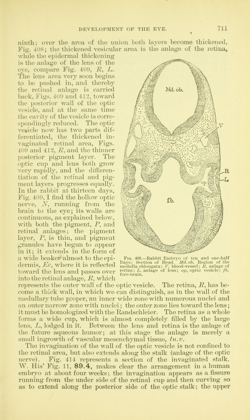ninth; over the area of the union both layers become thickened, Fig. 408; the thickened vesicular area is the anlage of the retina, while the epidermal thickening is the anlage of the lens of the eye, compare Fig. 409, i?, L. The lens area very soon begins to be pushed in, and thereby the retinal anlage is carried back, Figs. 409 and 41-2, toward the posterior wall of the optic vesicle, and at the same time the cavity of the vesicle is corre- spondingly reduced. The optic vesicle now has two parts dif- ferentiated, the thickened in- vaginated retinal area, Figs. 409 and 412, i?, and the thinner posterior pigment layer. The optic cup and lens both grow very rapidly, and the differen- tiation of the retinal and pig- ment layers progresses equally. In the rabbit at thirteen days. Fig. 409, I find the hollow optic nerve, iV, running from the brain to the eye; its walls are continuous, as explained below, with both the pigment, P, and retinal anlages; the pigment layer, P, is thin, and pigment granules have begun to appear in it; it extends in the form of a wide beaker almost to the epi- dermis, P'c, where it is reflected toward the lens and passes over into the retinal anlage, P, which represents the outer wall of the optic vesicle. The retina, P, has be- come a thick wall, in which we can distinguish, as in the wall of the medullary tube proper, an inner wide zone with numerous nuclei and an outer narrow zone with nuclei; the outer zone lies toward the lens; it must be homologized with the Randschleier. The retina as a whole forms a wide cup, which is almost completely filled by the large lens, P, lodged in it. Between the lens and retina is the anlage of the future aqueous humor; at this stage the anlage is merely a small ingrowth of vascular mesenchymal tissue, tu.v. The invagination of the wall of the optic vesicle is not confined to the retinal area, but also extends along the stalk (anlage of the optic nerve). Fig. 414 represents a section of the invaginated stalk. W. His' Fig. 11, 89.4, makes clear the arrangement in a human embryo at about four weeks; the invagination appears as a fissure running from the under side of the retinal cup and then curving so as to extend along the posterior side of the optic stalk; the upper Rabbit Embryo of ten and one-half Section of Head, ilfd.ob, Region of the medulla oblongata; F, blood-vessel; i?, anlage of retina; i, anlage of lens; op, optic vesicle; /6, fore-brain.