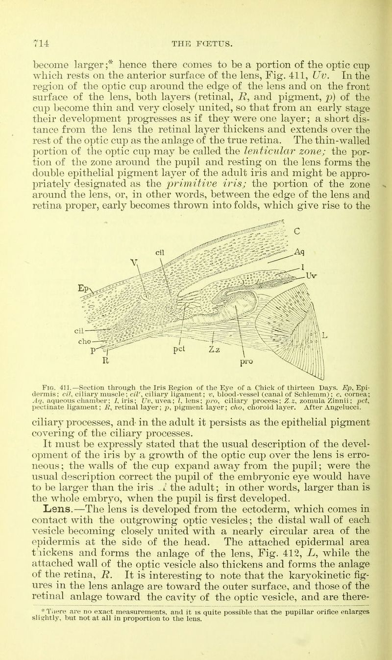 become larger hence there conies to be a portion of the optic cup which rests on the anterior surface of the lens, Fig. 411, Uv. In the region of the optic cup around the edge of the lens and on the front surface of the lens, both layers (retinal, i?, and pigment, p) of the cup become thin and very closely united, so that from an early stage their development progresses as if they were one layer; a short dis- tance from the lens the retinal layer thickens and extends over the rest of the optic cup as the anlage of the true retina. The thin-walled portion of the optic cup may be called the lenticular zone; the por- tion of the zone around the pupil and resting on the lens forms the double epithelial pigment layer of the adult iris and might be appro- 23riately designated as the primitive iris; the portion of the zone around the lens, or, in other words, between the edge of the lens and retina proper, early becomes thrown into folds, which give rise to the Fig. 411.—Section through the Iris Eegion of the Eye of a Chick of thirteen Days. Ep, Epi- dermis; cil, ciliary muscle; cW, ciliary ligament; r, blood-vessel (canal of Schlemm) ; c. cornea; Aq, aqueous chamber; i, iris; uvea; /, lens; pro, ciliary process; Z.z, zomula Zinnii; pet, pectinate ligament; i?, retinal layer; p, pigment layer; c/io, choroid layer. After Angelucci. ciliary processes, and- in the adult it persists as the epithelial pigment covering of the ciliary processes. It must be expressly stated that the usual description of the devel- opment of the iris by a growth of the optic cup over the lens is erro- neous ; the walls of the cup expand away from the pupil; were the usual description correct the pupil of the embryonic eye would have to be larger than the iris .1 the adult; in other words, larger than is the whole embryo, when the pupil is first developed. Lens.—The lens is developed from the ectoderm, which comes in contact with the outgrowing optic vesicles; the distal wall of each vesicle becoming closely united with a nearly circular area of the epidermis at the side of the head. The attached epidermal area thickens and forms the anlage of the lens, Fig. 412, L, while the attached wall of the optic vesicle also thickens and forms the anlage of the retina, E. It is interesting to note that the karyokinetic fig- ures in the lens anlage are toward the outer surface, and those of the retinal anlage toward the cavity of the optic vesicle, and are there- * Tiiere are no exact measurements, and it is quite possible that ttie pupillar orifice enlarges slightly, but not at all in proportion to the lens.