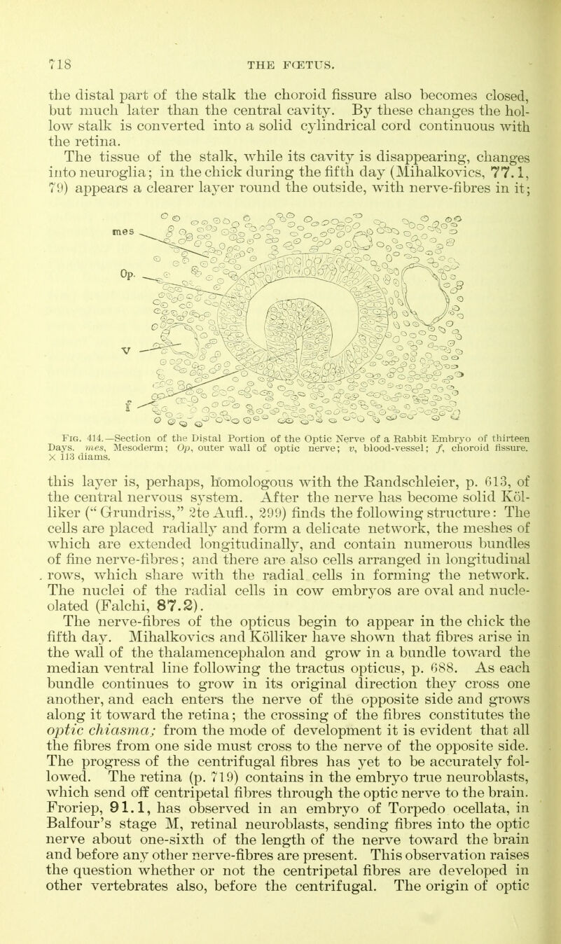 the distal part of the stalk the choroid fissure also becomes closed, but much later than the central cavity. By these changes the hol- low stalk is converted into a solid cylindrical cord continuous with the retina. The tissue of the stalk, while its cavity is disappearing, changes into neuroglia; in the chick during the fifth day (Mihalkovics, 77.1, 79) appears a clearer layer round the outside, with nerve-fibres in it; Fig. 414.—Section of the Distal Portion of the Optic Nerve of a Rabbit Embryo of thirteen Days, mes. Mesoderm; Op, outer wall of optic nerve; blood-vessel; /, choroid fissure. X 113 diams. this layer is, perhaps, homologous with the Randschleier, p. 613, of the central nervous system. After the nerve has become solid Kol- liker ( Grundriss, 2te Aufl., 299) finds the following structure: The cells are placed radially and form a delicate network, the meshes of which are extended longitudinally, and contain numerous bundles of fine nerve-fibres; and there are also cells arranged in longitudinal rows, which share with the radial cells in forming the network. The nuclei of the radial cells in cow embryos are oval and nucle- olated (Falchi, 87.2). The nerve-fibres of the opticus begin to appear in the chick the fifth day. Mihalkovics and Kolliker have shown that fibres arise in the wall of the thalamencephalon and grow in a bundle toward the median ventral line following the tractus opticus, p. 688. As each bundle continues to grow in its original direction they cross one another, and each enters the nerve of the opposite side and grows along it toward the retina; the crossing of the fibres constitutes the optic chiasma; from the mode of development it is evident that all the fibres from one side must cross to the nerve of the opposite side. The progress of the centrifugal fibres has yet to be accurately fol- lowed. The retina (p. 719) contains in the embryo true neuroblasts, which send off centripetal fibres through the optic nerve to the brain. Froriep, 91.1, has observed in an embryo of Torpedo ocellata, in Balfour's stage M, retinal neuroblasts, sending fibres into the optic nerve about one-sixth of the length of the nerve toward the brain and before any other nerve-fibres are present. This observation raises the question whether or not the centripetal fibres are developed in other vertebrates also, before the centrifugal. The origin of optic