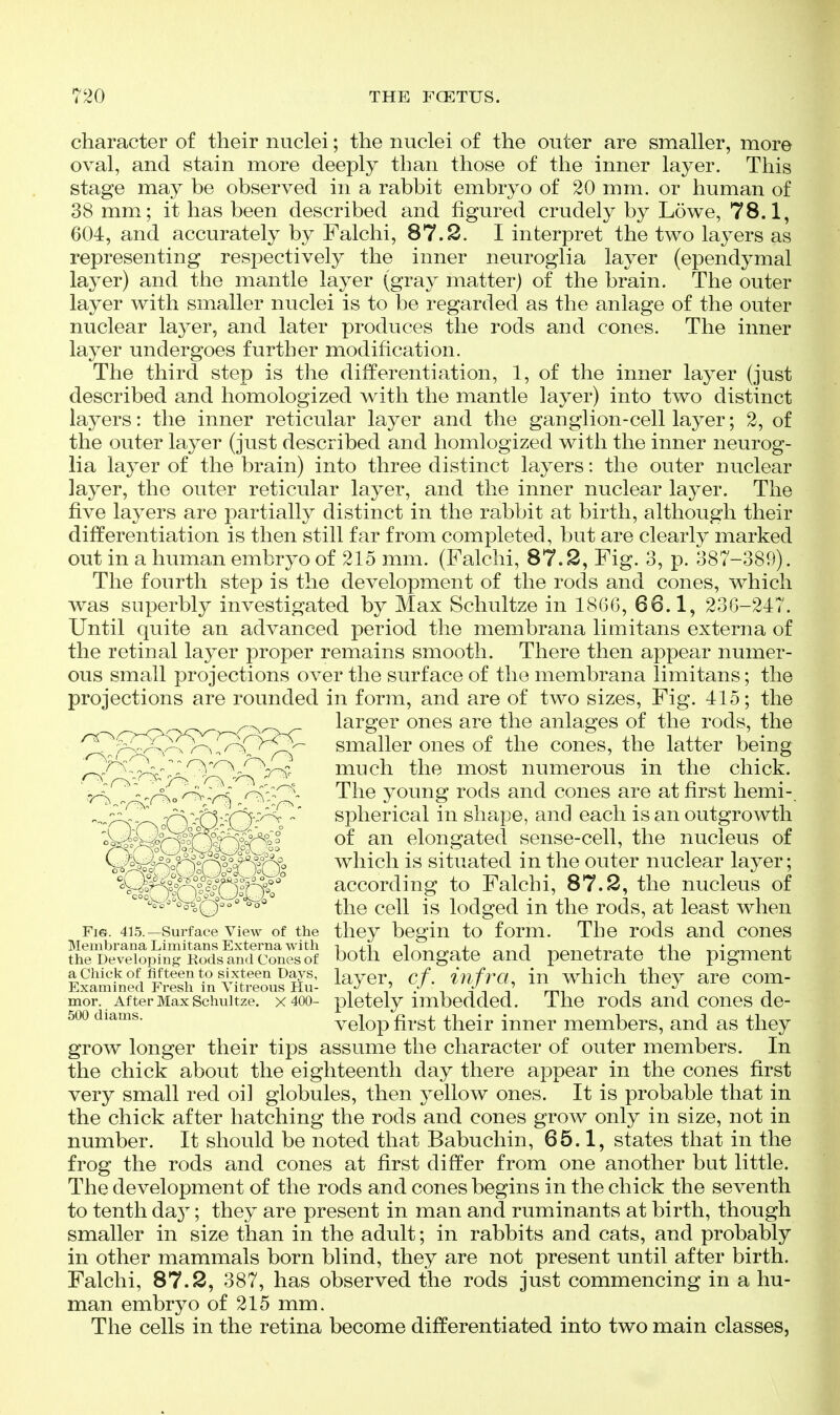 character of their nuclei; the nuclei of the outer are smaller, more oval, and stain more deeply than those of the inner layer. This stage may be observed in a rabbit embryo of 20 mm. or human of 38 mm; it has been described and figured crudely by Lowe, 78.1, 604, and accurately by Falchi, 87.2. I interpret the two layers as representing respectively the inner neuroglia layer (ependymal layer) and the mantle layer (gray matter) of the brain. The outer layer with smaller nuclei is to be regarded as the anlage of the outer nuclear layer, and later produces the rods and cones. The inner layer undergoes further modification. The third step is the differentiation, 1, of the inner layer (just described and homologized with the mantle layer) into two distinct layers: the inner reticular layer and the ganglion-cell layer; 2, of the outer layer (just described and homlogized with the inner neurog- lia layer of the brain) into three distinct layers: the outer nuclear layer, the outer reticular layer, and the inner nuclear layer. The five layers are partially distinct in the rabbit at birth, although their differentiation is then still far from completed, but are clearly marked out in a human embryo of 215 mm. (Falchi, 87.2, Fig. 3, p. 387-389). The fourth step is the development of the rods and cones, which was superbly investigated by Max Schultze in 1866, 66.1, 236-247. Until quite an advanced period the membrana limitans externa of the retinal layer proper remains smooth. There then appear numer- ous small projections over the surface of the membrana limitans; the projections are rounded in form, and are of two sizes. Fig. 415; the ^ ^^^^^ larger ones are the anlages of the rods, the ^^/r:^:^^'^^ smaller ones of the cones, the latter being ^„^~_^^;^^Qp^^^ much the most numerous in the chick. ' „^^„^^.2;^^^,:^- The young rods and cones are at first hemi-. - olf)^^'0 d^ spherical in shape, and each is an outgrowth of an elongated sense-cell, the nucleus of '^^sQo^iQ^^iyQo which is situated in the outer nuclear layer; according to Falchi, 87.2, the nucleus of '■'W^^^'h^^Q^''^^' ^Ijq ^qIi lodged in the rods, at least when Fig. 415.—Surface View of the they begin to form. The rods and cones fKe;i.i?pY„g'ris!^dS^^^ both elongate and penetrate the pigment lS4t«,?,^sTr„^it,?ou?Su; layer' cf infra in which they are com- mor. After Max Schultze. X 400- pletcly imbedded. Ihc rods and cones de- 500 diams. vclop first their inner members, and as they grow longer their tips assume the character of outer members. In the chick about the eighteenth day there appear in the cones first very small red oil globules, then yellow ones. It is probable that in the chick after hatching the rods and cones grow only in size, not in number. It should be noted that Babuchin, 65.1, states that in the frog the rods and cones at first differ from one another but little. The development of the rods and cones begins in the chick the seventh to tenth da}; they are present in man and ruminants at birth, though smaller in size than in the adult; in rabbits and cats, and probably in other mammals born blind, they are not present until after birth. Falchi, 87.2, 387, has observed the rods just commencing in a hu- man embryo of 215 mm. The cells in the retina become differentiated into two main classes,