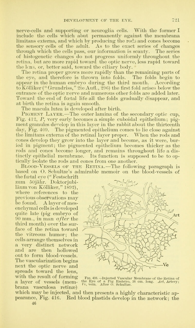 nerve-cells and supporting or neuroglia cells. With the former I include the cells which abut permanentl}^ against the membrana limitans externa, and which by producing the rods and cones become the sensory cells of the adult. As to the exact series of changes through which the cells pass, our information is scant}^ The series of histogenetic changes do not progress uniformly throughout the retina, but are more rapid toward the optic nerve, less rapid toward the It ns, or, better said, toward the ciliary bod3^ The retina proper grows more rapidly than the remaining parts of the eye, and therefore is thrown into folds. The folds begin to appear in the human embryo during the third month. According to Kolliker Grundriss, 2te Aufl., 20G) the first fold arises below the entrance of the optic nerve and numerous other folds are added later. Toward the eud of foetal life all the folds gradually disappear, and at birth the retina is again smooth. The macula lutea is developed after birth. Pigment Layer.—The outer lamina of the secondary optic cup, Fig. 412, P, very early becomes a simple cuboidal epithelium; pig- ment granules develop in this layer in the rabbit about the thirteenth da}'. Fig. 409. The pigmented epithelium comes to lie close against the limitans externa of the retinal layer proper. When the rods and cones develop they grow into the layer and become, as it were, bur- ied in pigment; the pigmented epithelium becomes thicker as the rods and cones become longer, and remains throughout life a dis- tinctly epithelial membrane. Its function is supposed to be to op- tically isolate the rods and cones from one another. Blood-Yessels of the Retina.^—The following paragraph is based on O. Schultze's admirable memoir on the blood-vessels of the foetal eye Festschrift zum 50jahr. Doktorjubi- laumvon Kolliker, 1802), where references to the previous observations may be found. A layer of mes- enchymal cells is developed quite late (pig embryo of 90 mm., in man after the third month) over the sur- face of the retina toward the vitreous humor; the cells arrange themselves in a very distinct network and are then hollowed out to form blood-vessels. The vascularization begins next the optic nerve and spreads toward the lens, with the result of forming a laj^er of vessels (mem- brana vasculosa retinse) which may^be injected, and then presents a highly characteristic ap pearance, 46 Art Fig. 416. —Injected Vascular Membrane of the Retina of the Eye of a Pi^ Embryo, 16 cm. long. Art, Artery; Fe, vein. After O. Schultze. Fig. 416. Red blood plastids develop in the network; the