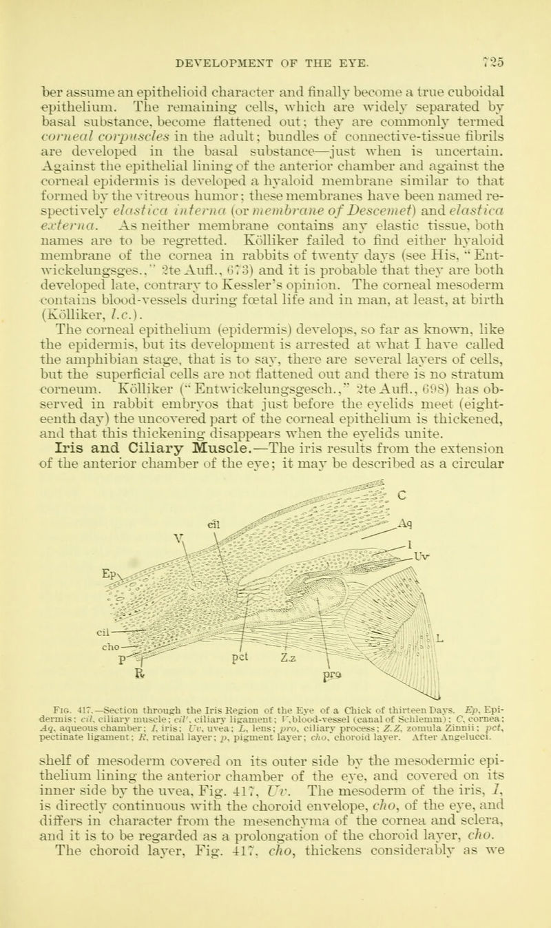 ber assume an epithelioid character and finally become a true cuboidal epithelium. The remaining cells, which are widely separated by basal substance, become flattened out; the}' are commonly termed corneal corpuscles in the adult; bundles of connective-tissue fibrils are developed in the basal substance—just when is uncertain. Against the epithelial lining of the anterior chamber and against the corneal epidermis is developed a hyaloid membrane similar to that formed by the vitreous humor; these membranes have been named re- spectively elastica uiterua {or ))iewbrane o f Descemet) and elastica externa. As neither membrane contains any elastic tissue, both names are to be regretted. Kolliker failed to find either hyaloid membrane of the cornea in rabbits of twenty days (see His.  Ent- wickelungsges.. ^te Aufl., G73) and it is probable that they are both developed late, contrary to Kessler's opinion. The corneal mesoderm contains blood-vessels during foetal life and in man, at least, at birth (Kolliker,/.c). The corneal epithelium (epidermis) develops, so far as known, like the epidermis, but its development is arrested at what I have called the amphibian stage, that is to say, there are several layers of cells, but the superficial cells are not flattened out and there is no stratum corneum. Kolliker ('* Entwickelungsgesch.. ^te Aufl., G98) has ob- served in rabbit embryos that just before the eyelids meet (eight- eenth day) the uncovered part of the corneal epithelium is thickened, and that this thickening disappears when the eyelids unite. Iris and Ciliary Muscle.—The iris results from the extension of the anterior chamber of the eye: it may be described as a circular Fig. 417.—Section through the Iris Kegrion of the Eye of a Chick of thirteen Pays. £>\ Epi- dermis: cil. ciliary muscle: cil'. ciliary ligament: r, blood-vessel (canal of Scblemmv. C. cornea; Aq, aqueous chamber: /. iris: Uv. uvea: L. lens: pro. ciliary process: Z.Z, zomula Zinuii: pet, pectinate ligament: R. retinal layer; p>, pigment layer; c7iO,'choroid layer. After Angelucci. shelf of mesoderm covered on its outer side by the mesodermic epi- thelium lining the anterior chamber of the eye, and covered on its inner side by the uvea. Fig. 417, Uv. The mesoderm of the iris, I, is directly continuous with the choroid envelope, cho, of the eye, and differs in character from the mesenchyma of the cornea and sclera, and it is to be regarded as a prolongation of the choroid layer, cho. The choroid laver. Fie. -417. cJio, thickens considerablv as we