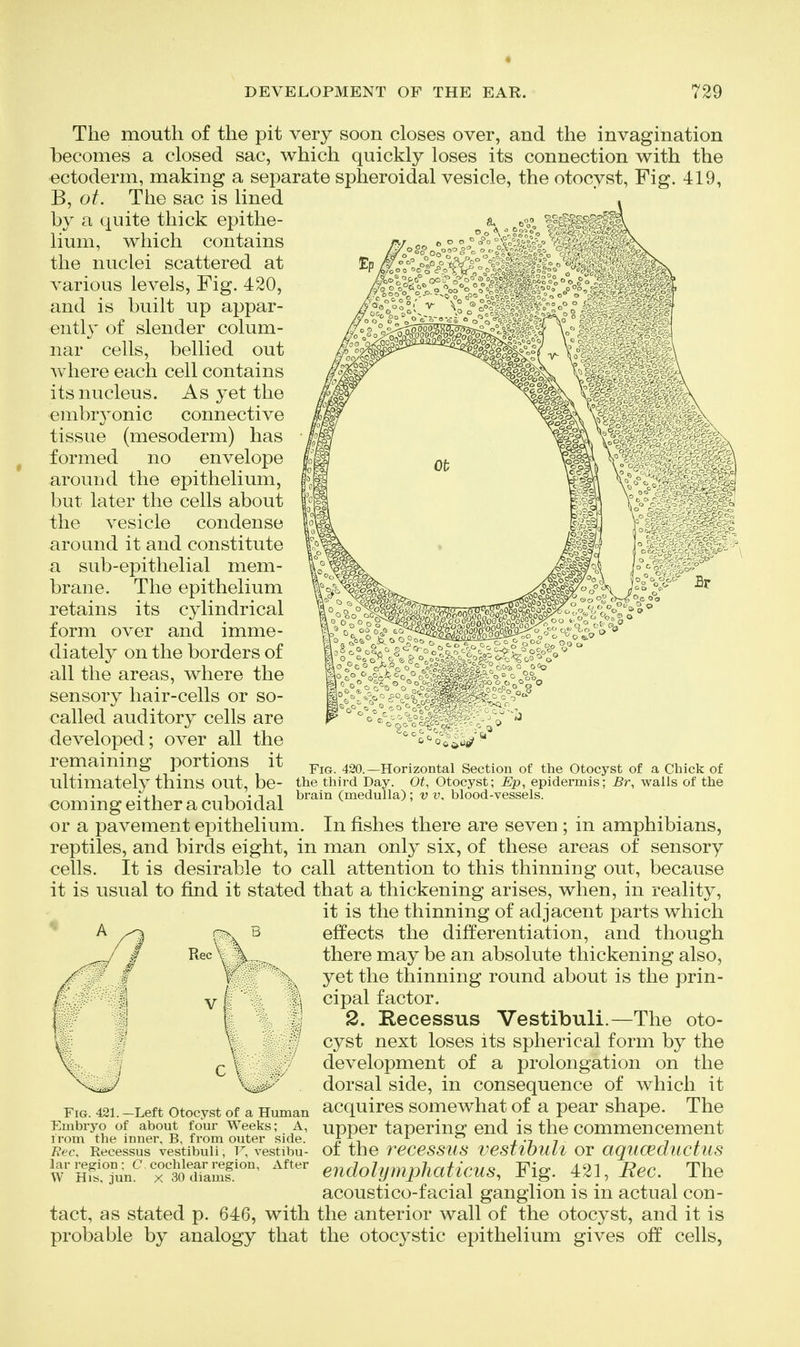 The mouth of the pit very soon closes over, and the invagination becomes a closed sac, which quickly loses its connection with the ectoderm, making a separate spheroidal vesicle, the otocyst, Fig. 419, B, ot. The sac is lined by a quite thick epithe- lium, which contains the nuclei scattered at various levels. Fig. 420, and is built up appar- ently of slender colum- nar cells, bellied out where each cell contains its nucleus. As yet the embryonic connective tissue (mesoderm) has formed no envelope around the epithelium, but later the cells about the vesicle condense around it and constitute a sub-epithelial mem- brane. The epithelium retains its cylindrical form over and imme- diately on the borders of all the areas, where the sensory hair-cells or so- called auditory cells are developed; over all the remaining portions it ultimately thins out, be- coming either a cuboidal or a pavement epithelium. In fishes there are seven ; in amphibians, reptiles, and birds eight, in man only six, of these areas of sensory cells. It is desirable to call attention to this thinning out, because it is usual to find it stated that a thickening arises, when, in reality, it is the thinning of adjacent parts which effects the differentiation, and though there may be an absolute thickening also, yet the thinning round about is the prin- cipal factor. 2. Recessus Vestibuli.—The oto- cyst next loses its spherical form by the development of a prolongation on the dorsal side, in consequence of which it acquires somewhat of a pear shape. The upper tapering end is the commencement of the recessus vestihuli or aquceductus eiidolympliaticus^ Fig. 421, Rec. The acoustico-facial ganglion is in actual con- tact, as stated p. 646, with the anterior wall of the otocyst, and it is probable by analogy that the otocystic epithelium gives off cells, Fig. 420.—Horizontal Section of the Otocyst of a Chick of the third Day. Ot, Otocyst; Ep, epidermis; Br^ walls of the brain (medulla) ; v v, blood-vessels. \ Fig. 421.—Left Otocyst of a Human Embryo of about four Weeks; A, irom the inner, B, from outer side. Rec. Recessus vestibuli, T^, vestibu- lar region; C. cochlear region. After W His, jun. X 30 diams.