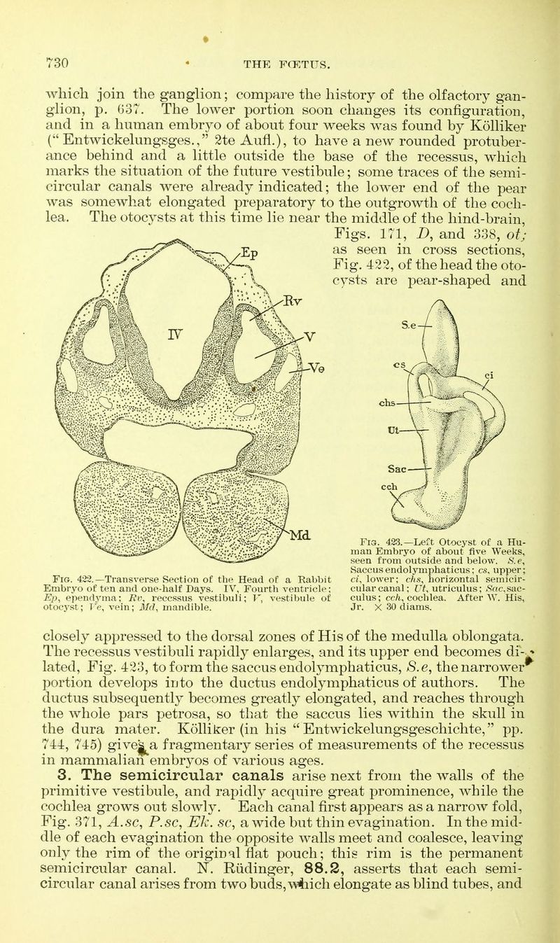 which join the ganglion; compare the history of the olfactory gan- glion, p. 637. The lower portion soon changes its configuration, and in a human embryo of about four weeks was found by Kolliker ( Entwickelungsges., 2te Aufl.), to have a new rounded protuber- ance behind and a little outside the base of the recessus, which marks the situation of the future vestibule; some traces of the semi- circular canals were already indicated; the lower end of the pear was somewhat elongated preparatory to the outgrowth of the coch- lea. The otocysts at this time lie near the middle of the hind-brain, Figs, in, Z>, and 338, ot; as seen in cross sections. Fig. 422, of the head the oto- cysts are pear-shaped and Fig. 422.—Transverse Section of the Head of a Rabbit Embryo of ten and one-half Days. IV, Fourth ventricle; Ep^ ependyma; Ri\ recessus vestibuli; F, vestibule of otocyst; T'e, vein; Md, mandible. Fia. 423.—Left Otocyst of a Hu- man Embryo of about five Weeks, seen from outside and below. S.e, Saccus endolymphaticus; cs, upper; ci, lower; cJis, horizontal semicir- cular canal; Ut, utriculus; .S'ocsac- culus; cc/i, cochlea. After AV. His, Jr. X 30 diams. closely appressed to the dorsal zones of His of the medulla oblongata. The recessus vestibuli rapidly enlarges, and its upper end becomes di-^ lated. Fig. 423, to form the saccus endolymphaticus, /S.e, the narrower portion develops into the ductus endolymphaticus of authors. The ductus subsequently becomes greatly elongated, and reaches through the whole pars petrosa, so that the saccus lies within the skull in the dura mater. Kolliker (in his  Entwickelungsgeschichte, pp. 744, 745) givej^a fragmentary series of measurements of the recessus in mammalian embryos of various ages. 3. The semicircular canals arise next from the walls of the primitive vestibule, and rapidly acquire great prominence, while the cochlea grows out slowly. Each canal first appears as a narrow fold, Fig. 371, A.sc, P.sc, Eh. sc^ a wide but thin evagination. In the mid- dle of each evagination the opposite walls meet and coalesce, leaving only the rim of the original flat pouch; this rim is the permanent semicircular canal. N. Riidinger, 88.2, asserts that each semi- circular canal arises from two buds, which elongate as blind tubes, and