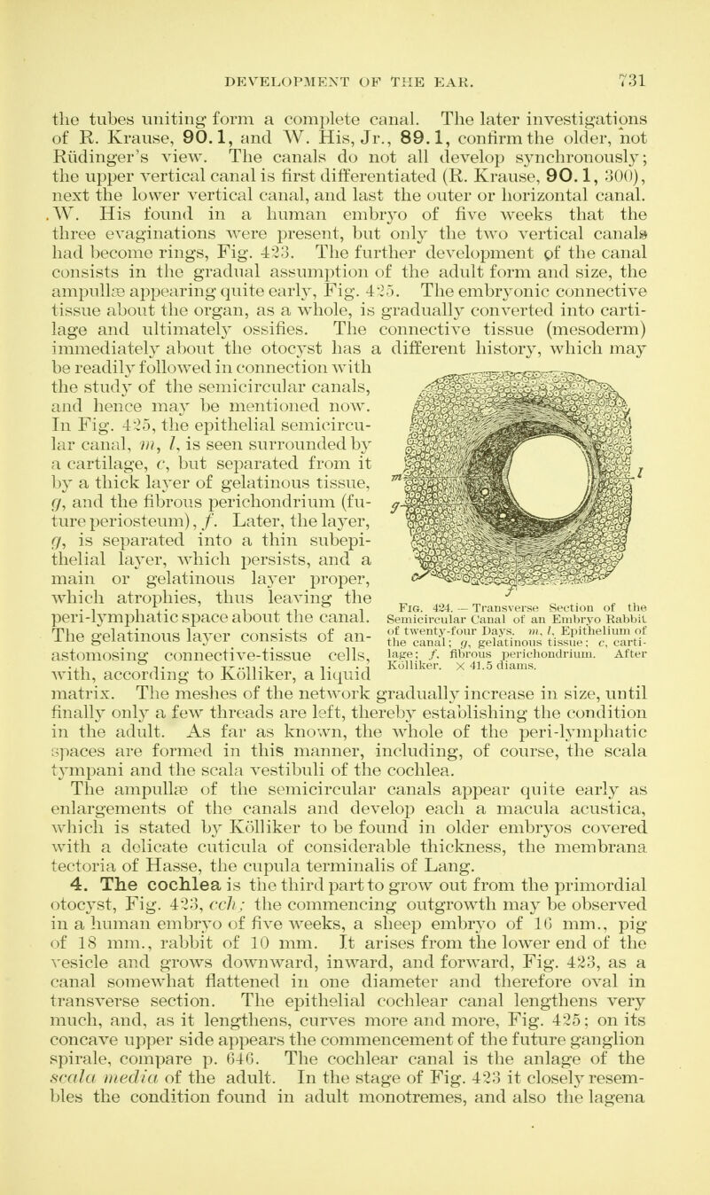 the tubes uniting form a complete canal. The later investigations of R. Krause, 90.1, and W. His, Jr., 89.1, confirm the older, not Riidinger's view. The canals do not all develop synchronously; the upper vertical canal is first differentiated (R. Krause, 90.1, 300), next the lower vertical canal, and last the outer or horizontal canal. .W. His found in a human embryo of five weeks that the three evaginations were present, but only the two vertical canals had become rings. Fig. 423. The further development gf the canal consists in the gradual assumption of the adult form and size, the ampulk© appearing quite early. Fig. 425. The embryonic connective tissue about the organ, as a whole, is gradually converted into carti- lage and ultimately ossifies. The connective tissue (mesoderm) immediately about the otocyst has a different history, which may be readily followed in connection with the study of the semicircular canals, and hence may be mentioned now. In Fig. 425, the epithelial semicircu- lar canal, /, is seen surrounded by a cartilage, c, but separated from it by a thick layer of gelatinous tissue, g, and the fibrous perichondrium (fu- ture periosteum), /. Later, the layer, (/, is separated into a thin subepi- thelial layer, which persists, and a main or gelatinous layer proper, which atrophies, thus leaving the peri-lj^mphatic space about the canal. The gelatinous layer consists of an- astomosing connective-tissue cells, with, according to Kolliker, a liquid matrix. The meshes of the network gradually increase in size, until finally only a few threads are left, thereby establishing the condition in the adult. As far as known, the whole of the peri-lymphatic spaces are formed in this manner, including, of course, the scala tj-'mpani and the scala vestibuli of the cochlea. The ampullae of the semicircular canals appear quite early as enlargements of the canals and develop each a macula acustica, which is stated by Kolliker to be found in older embryos covered with a delicate cuticula of considerable thickness, the membrana tectoria of Hasse, the cupula terminalis of Lang. 4. The cochlea is the third jDartto grow out from the primordial otocyst. Fig. 423, cch ; the commencing outgrowth may be observed in a human embryo of five weeks, a sheep embryo of IG mm., pig of 18 mm., rabbit of 10 mm. It arises from the lower end of the vesicle and grows dow*nward, inward, and forward. Fig. 423, as a canal somewhat flattened in one diameter and therefore oval in transverse section. The epithelial cochlear canal lengthens very much, and, as it lengthens, curves more and more, Fig. 425; on its concave upper side appears the commencement of the future ganglion spirale, compare p. 646. The cochlear canal is the anlage of the scala media of the adult. In the stage of Fig. 423 it closely resem- bles the condition found in adult monotremes, and also the lagena Fig. 424. — Transverse Section of the Semicircular Canal of an Embryo Rabbit of twenty-four Days, m, /, Epithelium of the canal; gr, gelatinous tissue; c, carti- lage; /. fibrous perichondrium. After Kolliker. X 41.5 diams.