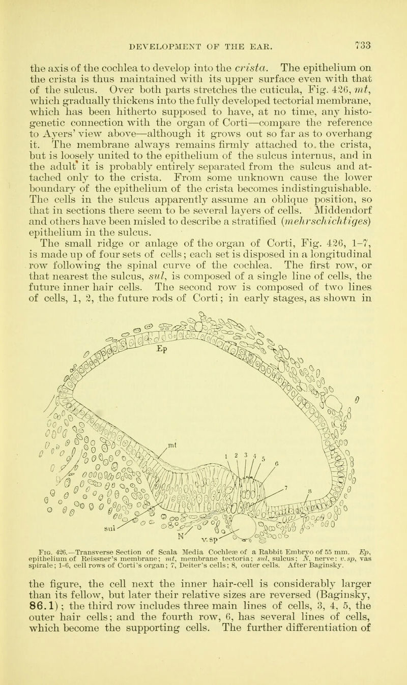 the axis of the cochlea to develop into the crista. The epithelium on the crista is thus maintained with its upper surface even with that of the sulcus. Over both parts stretches the cuticula, Fig. 42G, mt, which gradually thickens into the fully developed tectorial membrane, which has been hitherto supposed to have, at no time, any histo- genetic connection w^ith the organ of Corti—compare the reference to Ayers' view above—although it grows out so far as to overhang it. The membrane always remains firmly attached to. the crista, but is loosely united to the epithelium of the sulcus internus, and in the adult' it is probably entirely separated from the sulcus and at- tached only to the crista. From some unknown cause the lower boundary of the epithelium of the crista becomes indistinguishable. The cells in the sulcus apparently assume an oblique position, so that in sections there seem to be several layers of cells. Middendorf and others have been misled to describe a stratified {inehrscliichtiges) epithelium in the sulcus. The small ridge or anlage of the organ of Corti, Fig. 426, 1-7, is made up of four sets of cells; each set is disposed in a longitudinal row following the spinal curve of the cochlea. The first row, or that nearest the sulcus, sid, is composed of a single line of cells, the future inner hair cells. The second row is composed of two lines of cells, 1, 2, the future rods of Corti; in early stages, as shown in Fig. 426.—Transverse Section of Scala Media Cochleae of a Rabbit Embryo of 55 mm. jE7p, epithelium of Reissner's membrane; mf, membrane tectoria; sul, sulcus; JV, nerve: v.sp, vas spirale; 1-6, cell rows of Corti's organ; 7, Deiter's cells; 8, outer cells. After Baginsky. the figure, the cell next the inner hair-cell is considerably larger than its fellow, but later their relative sizes are reversed (Baginsky, 86.1) ; the third row includes three main lines of cells, 3, 4, 5, the outer hair cells; and the fourth row, 6, has several lines of cells, which become the supporting cells. The further differentiation of