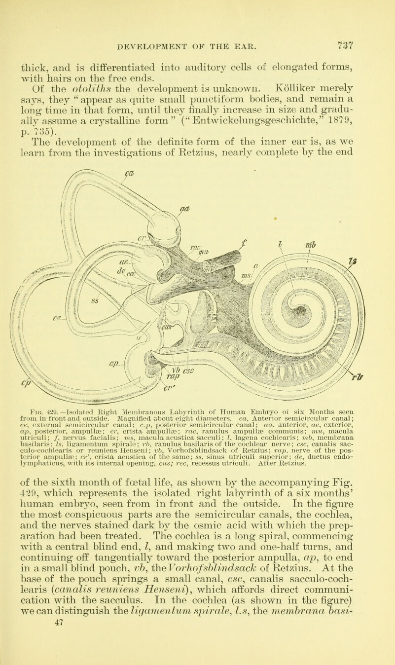 thick, and is differentiated into auditory cells of elongated forms, with hairs on the free ends. Of the otoliths the development is unknown. Kolliker merely says, they  appear as quite small punctiform bodies, and remain a long time in that form, vmtil they finally increase in size and gradu- ally assume a crystalline form ( Entwickelungsgeschichte, 1879, p. 735). The development of the definite form of the inner ear is, as we learn from the investigations of Retzius, nearly complete by the end Fig. 42{}. —Isohited Ki^lit Membranous Labyrinth of Human Embryo oi six Months seen from in front and outside. Magnified about eight diameters, ca, Anterior semicircular canal; ce, external semicircular canal; c.p, posterior semicircular canal; aa, anterior, ae, exterior, op, posterior, ampullae; cr, crista ampuUte; rac, ranulus ampulla? communis; mu, macula utriculi; /, nervus facialis; ms, macula acustica sacculi; Z, lagena cochlearis; rnb, membrana basilaris; Is, ligamentum sj^irale; rb, ranulus basilaris of the cochlear nerve; esc, canalis sac- culo-cochlearis or reuniens Henseni; vb, Vorhofsblindsack of Retzius; rap, nerve of the pos- terior ampullae; cr', crista acustica of the same; ss, sinus utriculi superior; de, ductus endo- lymphaticus, with its internal opening, cus; rec, recessus utriculi. After Retzius. of the sixth month of foetal life, as shown by the accompanying Fig. 4'^9, which represents the isolated right labyrinth of a six months' human embryo, seen from in front and the outside. In the figure the most conspicuous parts are the semicircular canals, the cochlea, and the nerves stained dark by the osmic acid with which the prep- aration had been treated. The cochlea is a long spiral, commencing with a central blind end, Z, and making two and one-half turns, and continuing off tangentially toward the posterior ampulla, ap, to end in a small blind pouch, vb, iheVorhofshlindsack of Retzius. At the base of the pouch springs a small canal, esc, canalis sacculo-coch- learis {canalis reuniens Henseni), which affords direct communi- cation with the sacculus. In the cochlea (as shown in the figure) we can distinguish the ligamen tum spirale, l.s, the membrana basi- 47