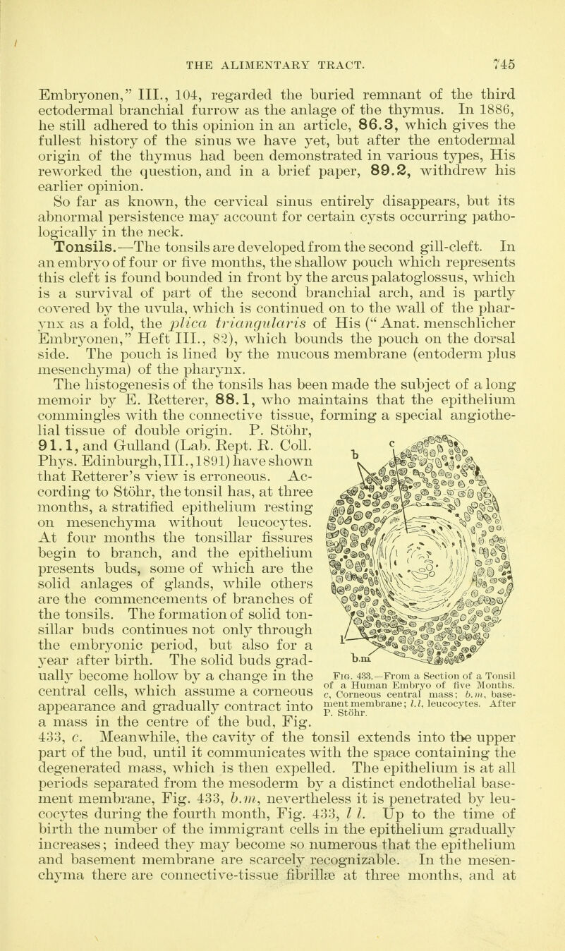 Embryonen, III., 104, regarded the buried remnant of the third ectodermal branchial furrow as the anlage of the thymus. In 1886, he still adhered to this opinion in an article, 86.3, which gives the fullest history of the sinus we have yet, but after the entodermal origin of the thymus had been demonstrated in various types. His reworked the question, and in a brief paper, 89.2, withdrew his earlier opinion. So far as known, the cervical sinus entirely disappears, but its abnormal persistence may account for certain cysts occurring patho- logically in the neck. Tonsils.—The tonsils are developed from the second gill-cleft. In an embryo of four or five months, the shallow pouch which represents this cleft is found bounded in front by the arcus palatoglossus, which is a survival of part of the second branchial arch, and is partly covered by the uvula, which is continued on to the wall of the phar- ynx as a fold, the jDlica triangularis of His ( Anat. menschlicher Embryonen, Heft III., 82), which bounds the pouch on the dorsal side. The pouch is lined by the mucous membrane (entoderm plus mesenchyma) of the pharynx. The histogenesis of the tonsils has been made the subject of a long memoir by E. Retterer, 88.1, who maintains that the epithelium commingles with the connective tissue, forming a special angiothe- lial tissue of double origin. P. Stohr, 91.1, and Gulland (Lab. Kept. R. Coll. Phys. Edinburgh,III., 1891) have shown that Retterer's view is erroneous. Ac- cording to Stohr, the tonsil has, at three months, a stratified epithelium resting on mesenchyma without leucocytes. At four months the tonsillar fissures begin to branch, and the epithelium presents buds, some of which are the solid anlages of glands, while others are the commencements of branches of the tonsils. The formation of solid ton- sillar buds continues not only through the embryonic period, but also for a year after birth. The solid buds grad- ually become hollow by a change in the central cells, which assume a corneous ?,^cS)rnXrce]S7Vassr&.m^^^^ appearance and gradually contract into megtmembrane; ZJ, leucocytes. After a mass in the centre of the bud, Fig. 433, c. Meanwhile, the cavity of the tonsil extends into the upper part of the bud, until it communicates with the space containing the degenerated mass, which is then expelled. The epithelium is at all periods separated from the mesoderm by a distinct endothelial base- ment membrane. Fig. 433, b.m, nevertheless it is penetrated by leu- cocytes during the fourth month. Fig. 433, I I. Up to the time of birth the number of the immigrant cells in the epithelium gradually increases; indeed they may become so numerous that the epithelium and basement membrane are scarcely recognizable. In the mesen- chyma there are connective-tissue fibrillse at three months, and at Fig. 433.—From a Section of a Tonsil