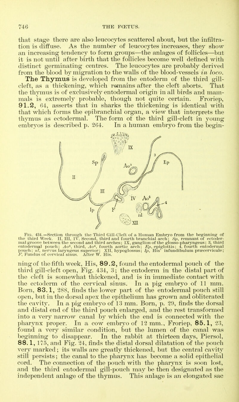 that stage there are also leucocytes scattered about, but the infiltra- tion is diffuse. As the number of leucocytes increases, they show an increasing tendency to form groups—the anlages of follicles—but it is not until after birth that the follicles become well dehned with distinct germinating centres. The leucocytes are probably derived from the blood by migration to the walls of the blood-vessels in loco. The Thymus is developed from the entoderm of the third gill- cleft, as a thickening, which remains after the cleft aborts. That the thymus is of exclusively entodermal origin in all birds and mam- mals is extremely probable, though not quite certain. Froriep, 91.2, 64, asserts that in sharks the thickening is identical with that which forms the epibranchial organ, a view that interprets the thymus as ectodermal. The form of the third gill-cleft in young embryos is described p. 264. In a human embryo from the begin- FiG. 434.—Section through the Third Gill-Cleft of a Human Embryo from the beginning: of the third Week. II, III, IV, Second, third and fourth branchial arch; Sp^ remnant of ectoder- mal groove between the second and third arches; IX, ganglion of the glosso-pharyngeus; 3, third entodermal pouch; Ao^, third, Ao*^ fourth aortic arch; Ep, epiglottis; 4, fourth entodermal pouch; nervus laryngeus superior; XII, hypoglossus; Ip^ His' infundibulum praecervicale; F, Fundus of cervical sinus. After W. His. ningof the fifth week, His, 89.2, found the entodermal pouch of the third gill-cleft open. Fig. 434, 3; the entoderm in the distal part of the cleft is somewhat thickened, and is in immediate contact with the ectoderm of the cervical sinus. In a pig embryo of 11 mm. Born, 83.1, 288, finds the lower part of the entodermal pouch still open, but in the dorsal apex the epithelium has grown and obliterated the cavity. In a pig embryo of 13 mm. Born, p. 29, finds the dorsal and distal end of the third pouch enlarged, and the rest transformed into a very narrow canal by which the end is connected with the pharynx proper. In a cow embryo of 12 mm., Froriep, 85.1, 23, found a very similar condition, but the lumen of the canal was beginning to disappear. In the rabbit at thirteen days, Piersol, 88.1,175, and Fig. 24, finds the distal dorsal dilatation of the pouch very marked; its walls are greatly thickened, but the central cavity still persists; the canal to the pharynx has become a solid epithelial cord. The connection of the pouch with the pharynx is soon lost, and the third entodermal gill-pouch may be then designated as the independent anlage of the thymus. This anlage is an elongated sac