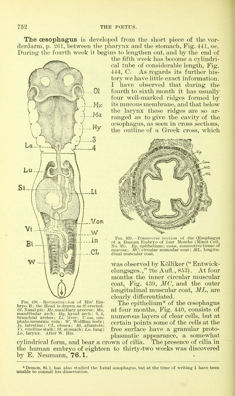 The oesophagus is developed from the short piece of the vor- derdarm, p. 261, between the phar3^nx and the stomach, Fig. 441, oe. During the fourth week it begins to lengthen out, and by the end of the fifth week has become a cylindri- cal tube of considerable length. Fig. 444, C. As regards its further his- tory we have little exact information. I have observed that during the fourth to sixth month it has usually four well-marked ridges formed by its mucous membrane, and that below the larynx these ridges are so ar- ranged as to give the cavity of the oesophagus, as seen in cross sections, the outline of a Greek cross, which Fig. 439.—Transverse Section of , the CEsophagus of a Human Embryo of four Months (Minot Coll, No. 35). Ep, epithelium; conn, connective tissue of mucosa; il/C, circular muscular coat; ML, longitu- dinal muscular coat. was observed by Kolliker ( Entwick- elungsges., 2te Aufl., 85 3). At four months the inner circular muscular coat. Fig. 439, Jf C, and the outer longitudinal muscular coat, ML^ are clearly differentiated. The epithelium* of the oesophagus at four months. Fig. 440, consists of numerous layers of clear cells, but at certain points some of the cells at the free surface have a granular proto- plasmatic appearance, a somewhat cylindrical form, and bear a crown of cilia. The presence of cilia in the human embryo of eighteen to thirty-two weeks was discovered by E. ^sTeumann, 76.1. Fig. 438.—Reconstruction of His' Em- bryo B; the Head is drawn as if erected. 01, Nasal pit; M.r,maxillary process; Ma, mandibular arch; Hij, hyoid arch; 3, 4, branchial arches; Li, liver; V.om, om- phalo-mesaraic vein; W, Wolffian body; Li, intestine; CL, cloaca; Bl, allantois; Vi, vitelline stalk; St, stomach; Lu, lung; La, larynx. After W. His. * Demon, 85.1, has also studied the foetal oesophagus, but at the time of writing I have been unable to consult his dissertation.