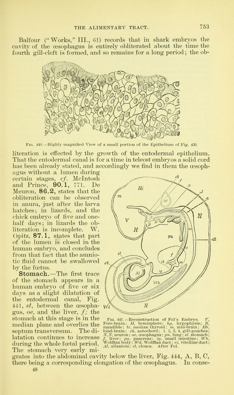 Balfour (Works, III., 61) records that in shark embryos the cavity of the oesophagus is entirely obliterated about the time the fourth gill-cleft is formed, and so remains for a long period; the ob- FiG. 440.—Highly magnified View of a small portion of the Epithelium of Fig. 439. literation is effected by the growth of the entodermal epithelium. That the entodermal canal is for a time in teleost embryos a solid cord has been alread}^ stated, and accordingly we find in them the oesoph- agus without a lumen during certain stages, cf. Mcintosh and Prince, 90.1, 771. De Meuron, 86.2, states that the obliteration can be observed in anura, just after the larva hatches; in lizards, and the chick embryo of five and one- half days; in lizards the ob- literation is incomplete. W. Opitz, 87.1, states that part of the lumen is closed in the human embryo, and concludes from that fact that the amnio- tic fluid cannot be swallowed by the foetus. Stomach.—The first trace of the stomach appears in a human embryo of five or six days as a slight dilatation of the entodermal canal. Fig. 441, sf, between the oesopha- gus, oe, and the liver, /; the stomach at this stage is in the median plane and overlies the septum transversum. The di- latation continues to increase during the whole foetal period. The stomach very early mi- grates into the abdominal cavity below the liver. Fig. 444, A, B, C, there being a corresponding elongation of the oesophagus. In conse- 48 Fig. 441.—Reconstruction of FoPs Embryo. F, Fore-brain; H, hemisphere; hp, hypophysis; J5, mandible; fr, median thyroid; m, mid-brain; Hb, hind-brain; cK notochord; 1. 2, 3, 4, gill-pouches; iV,iV, neuron; oe, oesophagus; pu, lung; st. stomach; /, liver; pa, pancreas; ig, small intestine; Wb, Wolffian body; Wd, Wolffian duct; vi, vitelline duct; Al, allantois; d, cloaca. After Fol.
