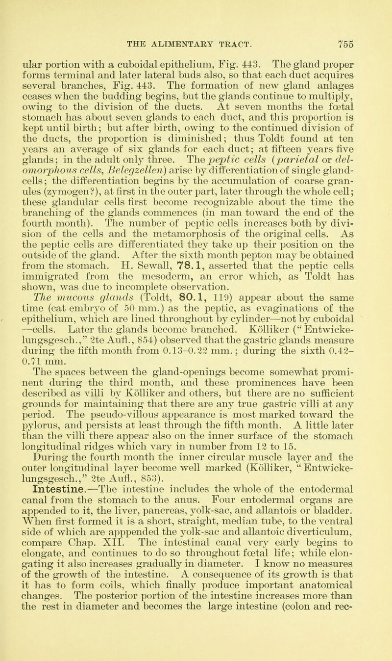 ular portion with a cuboidal epithelium, Fig. 443. The gland proper forms terminal and later lateral buds also, so that each duct acquires several branches, Fig. 443. The formation of new gland anlages ceases when the budding begins, but the glands continue to multiply, owing to the division of the ducts. At seven months the foetal stomach has about seven glands to each duct, and this proportion is kept until birth; but after birth, owing to the continued division of the ducts, the proportion is diminished; thus Toldt found at ten years an average of six glands for each duct; at fifteen years five glands; in the adult only three. The_pep^^c cells (parietal or del- omoipJious cells, Belegzellen) arise by differentiation of single gland- cells ; the differentiation begins by the accumulation of coarse gran- ules (z3^mogen?), at first in the outer part, later through the whole cell; these glandular cells first become recognizable about the time the branching of the glands commences (in man toward the end of the fourth month). The number of peptic cells increases both by divi- sion of the cells and the metamorphosis of the original cells. As the peptic cells are differentiated they take up their position on the outside of the gland. After the sixth month pepton may be obtained from the stomach. H. Sewall, 78.1, asserted that the peptic cells immigrated from the mesoderm, an error which, as Toldt has shown, was due to incomplete observation. The mucous glands (Toldt, 80.1, 119) appear about the same time (cat embryo of 50 mm.) as the peptic, as evaginations of the epithelium, which are lined throughout by cylinder—not by cuboidal —cells. Later the glands become branched. Kolliker (Entwicke- lungsgesch., 2te Aufl., 854) observed that the gastric glands measure during the fifth month from 0.13-0.22 mm.; during the sixth 0.42- 0.71 mm. The spaces between the gland-openings become somewhat promi- nent during the third month, and these prominences have been described as villi by Kolliker and others, but there are no sufficient grounds for maintaining that there are any true gastric villi at any period. The pseudo-villous appearance is most marked toward the pylorus, and persists at least through the fifth month. A little later than the villi there appear also on the inner surface of the stomach longitudinal ridges which vary in number from 12 to 15. During the fourth month the inner circular muscle layer and the outer longitudinal layer become well marked (Kolliker,  Entwicke- lungsgesch., 2te Aufl., 853). Intestine.—The intestine includes the whole of the entodermal canal from the stomach to the anus. Four entodermal organs are appended to it, the liver, pancreas, yolk-sac, and allantois or bladder. When first formed it is a short, straight, median tube, to the ventral side of which are apppended the yolk-sac and allantoic diverticulum, compare Chap. XII. The intestinal canal very early begins to elongate, and continues to do so throughout foetal life; while elon- gating it also increases gradually in diameter. I know no measures of the growth of the intestine. A consequence of its growth is that it has to form coils, which finally produce important anatomical changes. The posterior portion of the intestine increases more than the rest in diameter and becomes the large intestine (colon and rec-