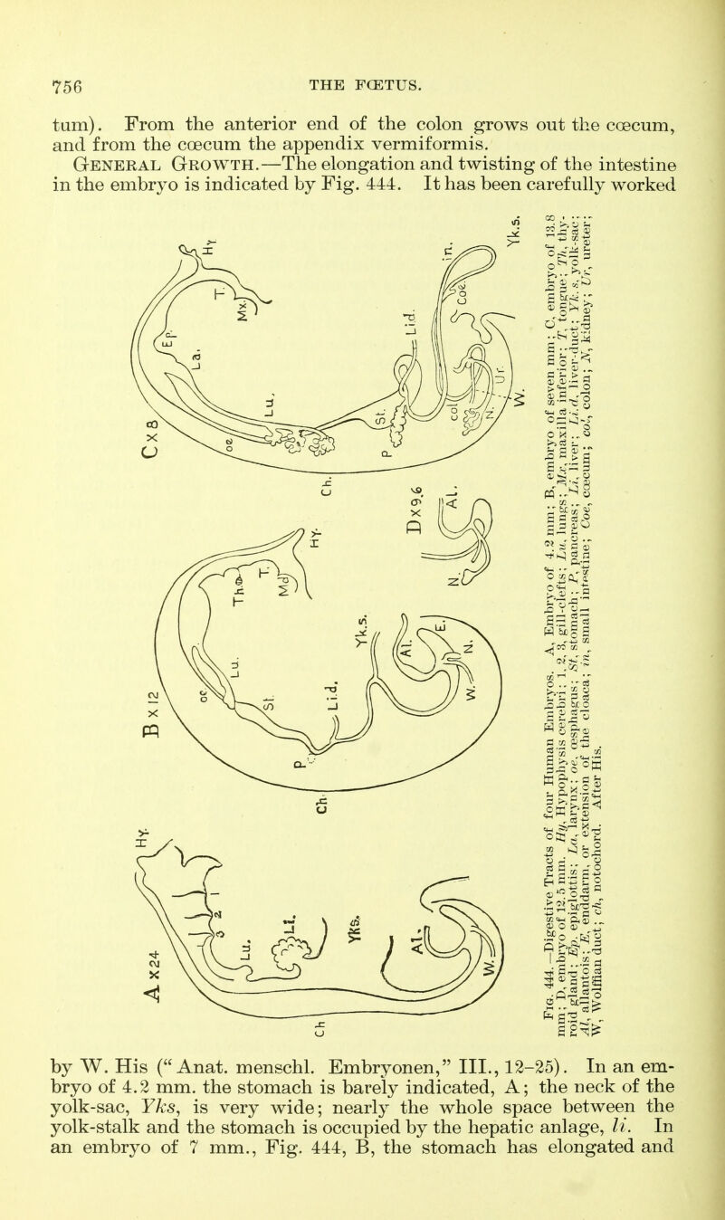 tarn). From the anterior end of the colon grows out the coecum, and from the coecum the appendix vermiformis. General Growth.—The elongation and twisting of the intestine in the embryo is indicated by Fig. 444. It has been carefully worked by W. His ( Anat. menschl. Embryonen, III., 12-25). In an em- bryo of 4.2 mm. the stomach is barely indicated, A; the neck of the yolk-sac, Yks, is very wide; nearly the whole space between the yolk-stalk and the stomach is occupied by the hepatic anlage, It. In an embryo of 7 mm., Fig. 444, B, the stomach has elongated and