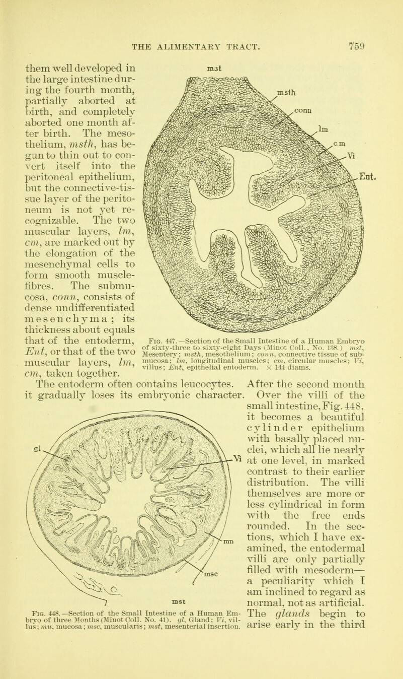 mat them well developed in the large intestine dur- ing the fourth month, partially aborted at birth, and completely aborted one month af- ter birth. The meso- thelium, msth, has be- gun to thin out to con- vert itself into the peritoneal epithelium, but the connective-tis- sue layer of the perito- neum is not yet re- cognizable. The two muscular layers, Im, on, are marked out by the elongation of the mesenchymal cells to form smooth muscle- fibres. The submu- cosa, conn, consists of dense undifferentiated mesenchyma ; its thickness about equals that of the entoderm, Fig. 44r.—Section of the Small intestine of a Human Embryo 77-,,/ flicf nf fl-io +wr> sixty-three to sixty-eight Days (Minot Coll.. Xo. 1:58.) mst, j-^iiL, ui LiictL ui LiJt; LV\u Mesentery; ?nsf/i, mesotheliimi; co/(». connective tissue of sutr- mUSCular laverS, hn, mucosa^ Zm, longitudinal muscles; cm. circular muscles; Fi, cm, taken together. The entoderm often contains leucocytes, it gradually loses its embryonic character. villus; Ent, epithelial entoderm, x 144 diams. Fig. 448.—Section of the Small Intestine of a Human Em- bryo of three ^Months(Minot Coll. No. 41). gl. Gland; F/. vil- lus; ?«!(, mucosa; msc, muscularis; inst^ mesenterial insertion. After the second month Over the villi of the small intestine, Fig. 448, it becomes a beautiful cylinder epithelium with basalh' placed nu- clei, which all lie nearly at one level, in marked contrast to their earlier distribution. The villi themselves are more or less cylindrical in form with the free ends rounded. In the sec- tions, which I have ex- amined, the entodermal villi are only partially filled with mesoderm— a peculiarity which I am inclined to regard as normal, not as artificial. The glands begin to arise earlv in the third