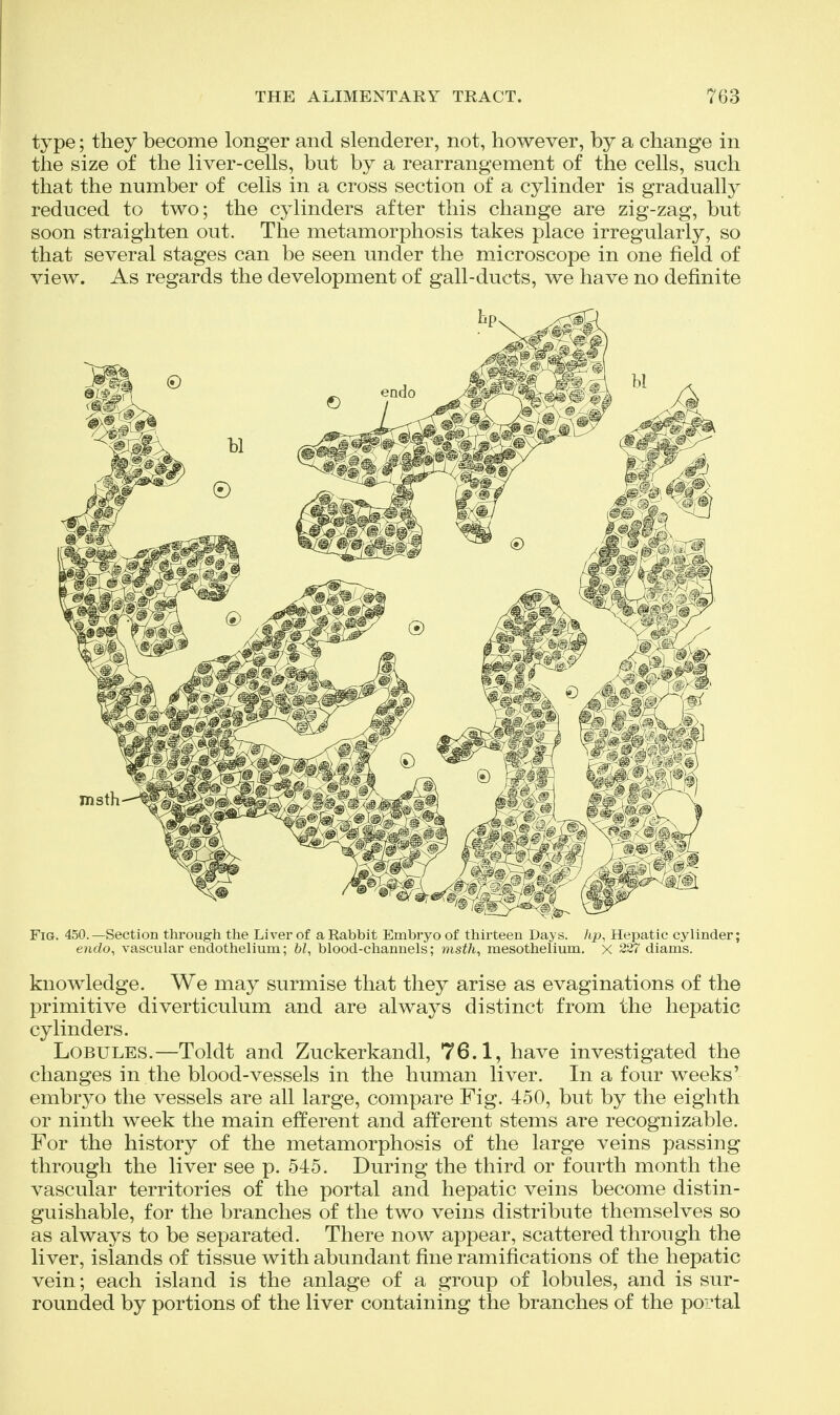 type; they become longer and slenderer, not, however, by a change in the size of the liver-cells, but by a rearrangement of the cells, such that the number of cells in a cross section of a cylinder is gradually reduced to two; the cylinders after this change are zig-zag, but soon straighten out. The metamorphosis takes place irregularly, so that several stages can be seen under the microscope in one field of view. As regards the development of gall-ducts, we have no definite Fig. 450.—Section through the Liver of a Rabbit Embryo of thirteen Days, hp, Hepatic cylinder; endo, vascular endothelium; bl, blood-channels; msth, mesothelium. x 227 diams. knowledge. We may surmise that they arise as evaginations of the primitive diverticulum and are always distinct from the hepatic cylinders. Lobules.—Toldt and Zuckerkandl, 76.1, have investigated the changes in the blood-vessels in the human liver. In a four weeks' embryo the vessels are all large, compare Fig. 450, but by the eighth or ninth week the main efferent and afferent stems are recognizable. For the history of the metamorphosis of the large veins passing through the liver see p. 545. During the third or fourth month the vascular territories of the portal and hepatic veins become distin- guishable, for the branches of the two veins distribute themselves so as always to be separated. There now appear, scattered through the liver, islands of tissue with abundant fine ramifications of the hepatic vein; each island is the anlage of a group of lobules, and is sur- rounded by portions of the liver containing the branches of the portal