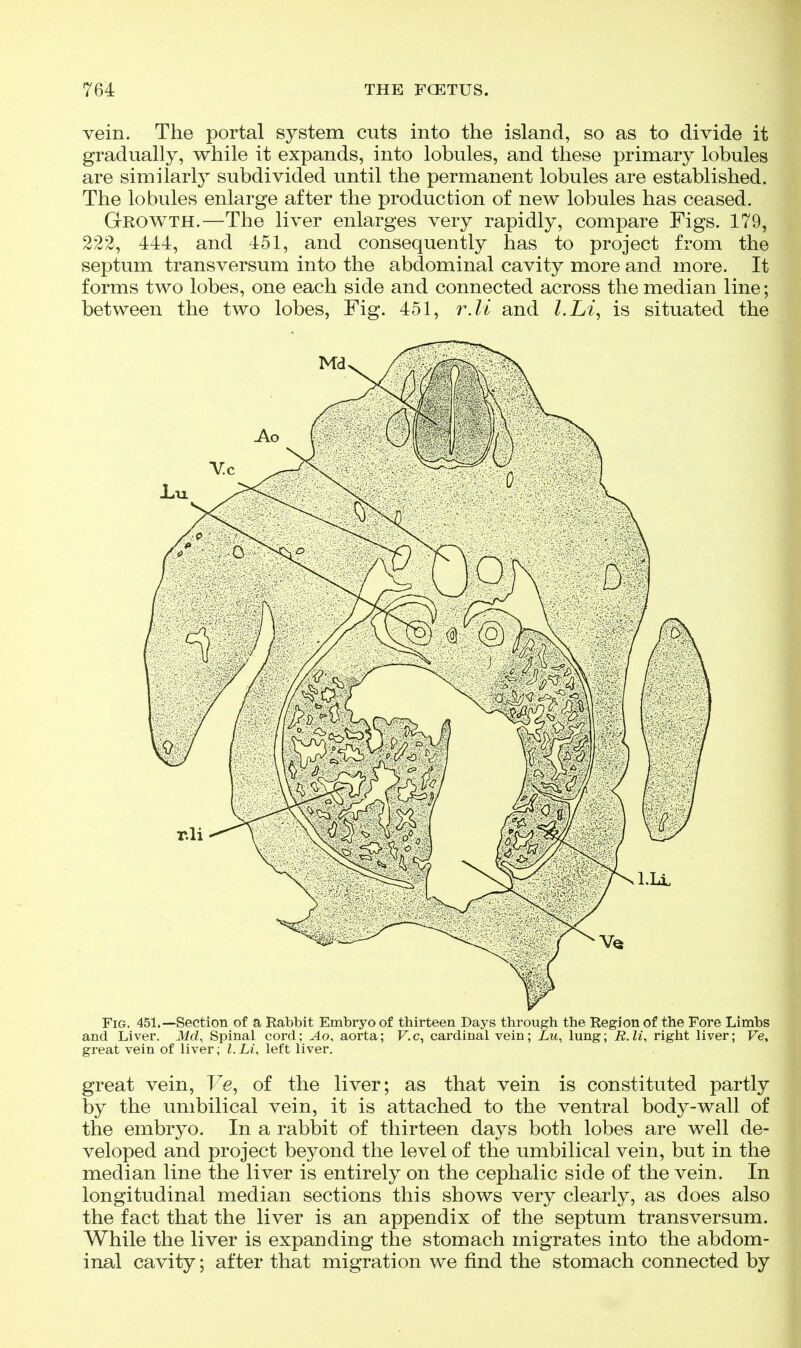 vein. The portal system cuts into the island, so as to divide it gradually, while it expands, into lobules, and these primary lobules are similarly subdivided until the permanent lobules are established. The lobules enlarge after the production of new lobules has ceased. Growth.—The liver enlarges very rapidly, compare Figs. 179, 222, 444, and 451, and consequently has to project from the septum transversum into the abdominal cavity more and more. It forms two lobes, one each side and connected across the median line; between the two lobes, Fig. 451, r.li and I.Li, is situated the Fig. 451.—Section of a Rabbit Embryo of thirteen Days through the Region of the Fore Limbs and Liver. Md, Spinal cord; Ao, aorta; F.c, cardinal vein; Lu, lung; R.li, right liver; Fe, great vein of liver; I.Li, left liver. great vein, Ye, of the liver; as that vein is constituted partly by the umbilical vein, it is attached to the ventral body-wall of the embryo. In a rabbit of thirteen days both lobes are well de- veloped and project beyond the level of the umbilical vein, but in the median line the liver is entirely on the cephalic side of the vein. In longitudinal median sections this shows very clearly, as does also the fact that the liver is an appendix of the septum transversum. While the liver is expanding the stomach migrates into the abdom- inal cavity; after that migration we find the stomach connected by