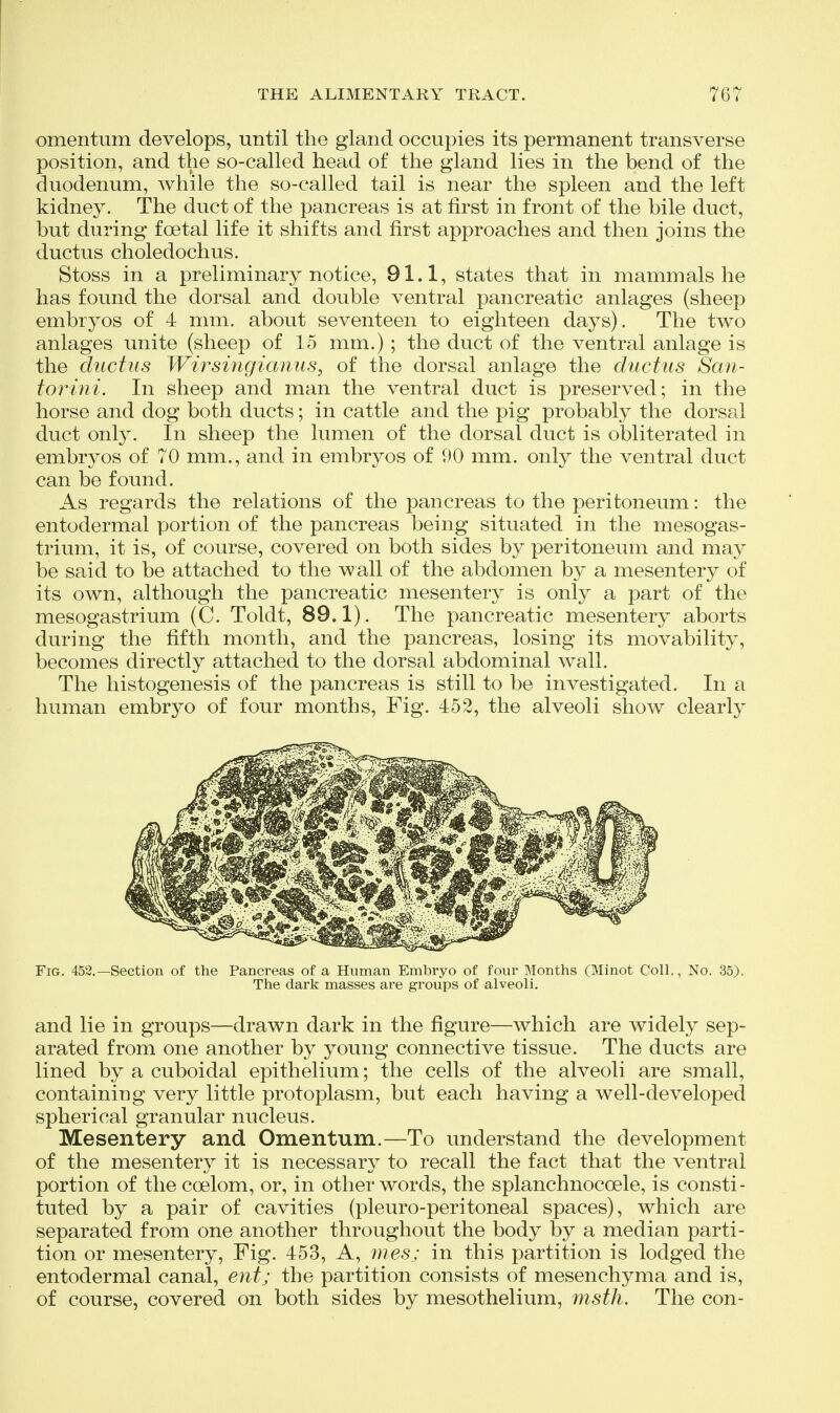 omentum develops, until the gland occupies its permanent transverse position, and the so-called head of the gland lies in the bend of the duodenum, while the so-called tail is near the spleen and the left kidney. The duct of the pancreas is at first in front of the bile duct, but during foetal life it shifts and first approaches and then joins the ductus choledochus. Stoss in a preliminary notice, 91.1, states that in mammals he has found the dorsal and double ventral pancreatic anlages (sheep embryos of 4 mm. about seventeen to eighteen days). The two anlages unite (sheep of 15 mm.) ; the duct of the ventral anlage is the ductus Wii^siiigiamis, of the dorsal anlage the ductus San- torini. In sheep and man the ventral duct is preserved; in the horse and dog both ducts; in cattle and the pig probably the dorsal duct only. In sheep the lumen of the dorsal duct is obliterated in embryos of 70 mm., and in embryos of 90 mm. only the ventral duct can be found. As regards the relations of the pancreas to the peritoneum: the entodermal portion of the pancreas being situated in the mesogas- trium, it is, of course, covered on both sides by peritoneum and may be said to be attached to the wall of the abdomen by a mesentery of its own, although the pancreatic mesentery is only a part of the mesogastrium (C. Toldt, 89.1). The pancreatic mesentery aborts during the fifth month, and the pancreas, losing its movability, becomes directly attached to the dorsal abdominal wall. The histogenesis of the pancreas is still to be investigated. In a human embryo of four months. Fig. 452, the alveoli show clearly Fig. 452.—Section of the Pancreas of a Human Embryo of four Months (Minot Coll., No. 35). The dark masses are groups of alveoli. and lie in groups—drawn dark in the figure—which are widely sep- arated from one another by young connective tissue. The ducts are lined by a cuboidal epithelium; the cells of the alveoli are small, containing very little protoplasm, but each having a well-developed spherical granular nucleus. Mesentery and Omentum.—To understand the development of the mesentery it is necessary to recall the fact that the ventral portion of the coelom, or, in other words, the splanchnocoele, is consti- tuted by a pair of cavities (pleuro-peritoneal spaces), which are separated from one another throughout the body by a median parti- tion or mesentery, Fig. 453, A, mes; in this partition is lodged the entodermal canal, ent; the partition consists of mesenchyma and is, of course, covered on both sides by mesothelium, msth. The con-