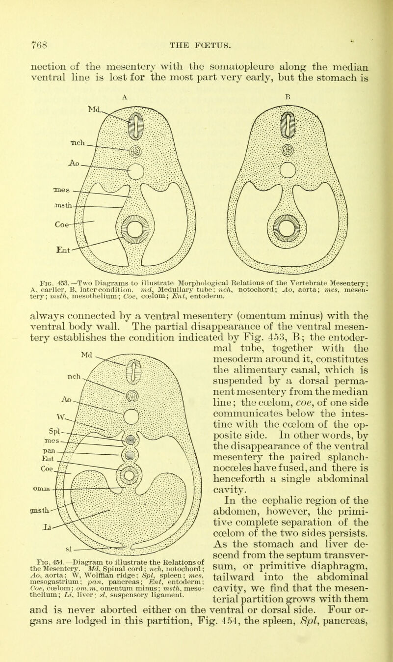 nection of the mesentery with the somatopleure along the median ventral line is lost for the most part very early, but the stomach is Fig. 453.—Two Diagrams to illustrate Morphological Relations of the Vertebrate Mesentery; A, earlier, B, later condition, md. Medullary tube; nch, notochord; Ao, aorta; mes, mesen- tery; visth, mesothelium; Coe, coelom; Ent, entoderm. always connected by a ventral mesentery (omentum minus) with the ventral body wall. The partial disappearance of the ventral mesen- tery establishes the condition indicated by Fig. 453, B; the entoder- mal tube, together with the mesoderm around it, constitutes the alimentary canal, which is suspended by a dorsal perma- nent mesentery from the median line; the coelom, coe, of one side communicates below the intes- tine with the coelom of the op- posite side. In other words, by the disappearance of the ventral mesentery the paired splanch- nocoeles have fused, and there is henceforth a single abdominal cavity. In the cephalic region of the abdomen, however, the primi- tive complete separation of the coelom of the two sides persists. As the stomach and liver de- scend from the septum transver- sum, or primitive diaphragm, tailward into the abdominal cavity, we find that the mesen- terial partition grows with them and is never aborted either on the ventral or dorsal side. Four or- gans are lodged in this partition. Fig. 454, the spleen, SjdI, pancreas, pnsth Fig, 454.—Diagram to illustrate the Relations of the Mesentery. Md, Spinal cord; nch, notochord; Ao, aorta; W, Wolffian ridge; Spl, spleen; mes, mesogastrium; pan, pancreas; Ent, entoderm; Coe, coelom; om.m, omentum minus; msth, meso- thelium; Li, liver; si, suspensory ligament.