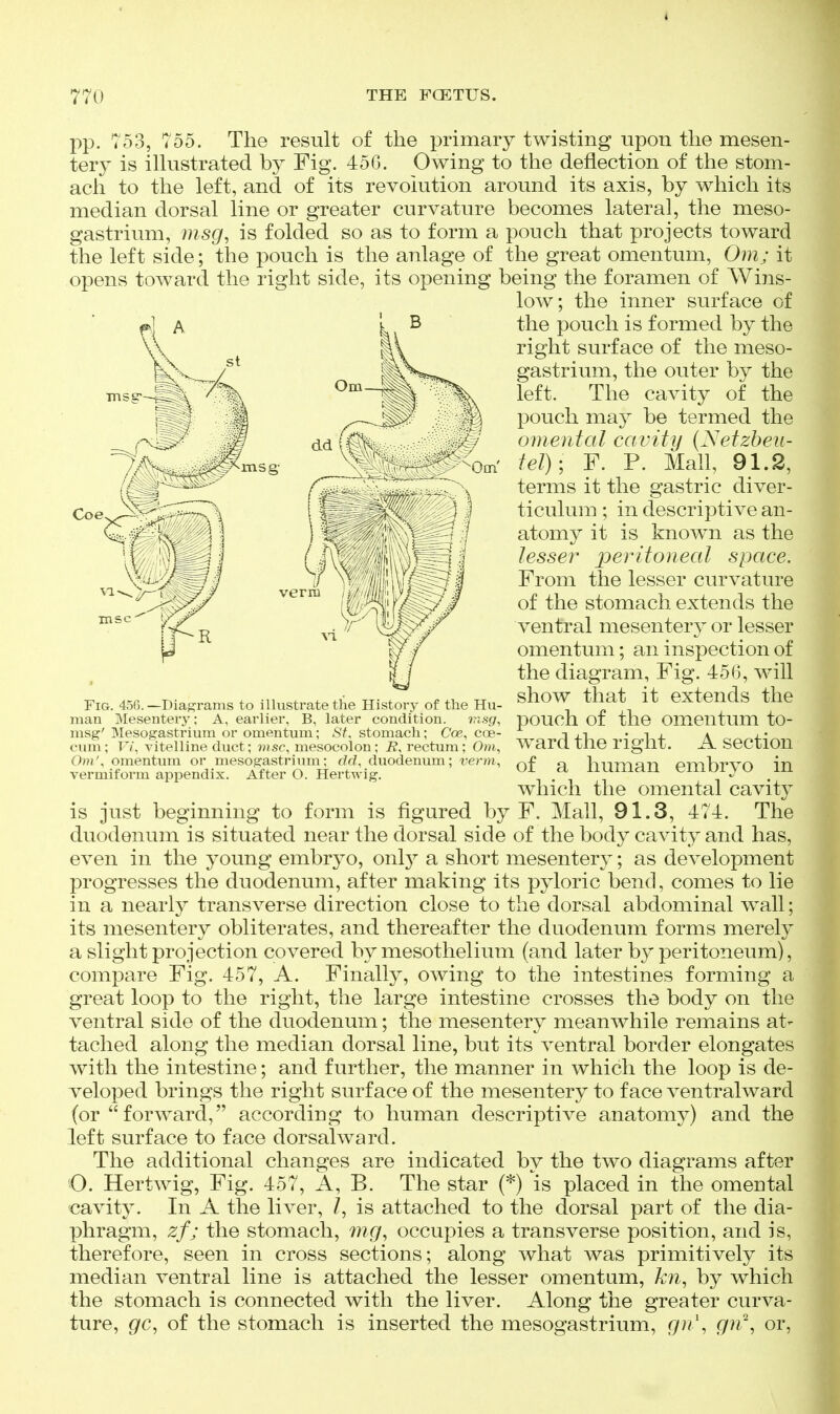 Coe xnsg- pp. 753, 755. The result of the primary twisting upon the mesen- tery is illustrated by Fig. 456. Owing to the deflection of the stom- ach to the left, and of its revolution around its axis, by which its median dorsal line or greater curvature becomes lateral, the meso- gastrium, msg, is folded so as to form a pouch that projects toward the left side; the pouch is the anlage of the great omentum, Om; it opens toward the right side, its opening being the foramen of Wins- low; the inner surface of the pouch is formed by the right surface of the meso- gastrium, the outer by the left. The cavity of the pouch may be termed the omental cavity (yetzbeu- tel); F. P. Mall, 91.2, terms it the gastric diver- ticulum ; in descriptive an- atomy it is known as the lesser peritoneal space. From the lesser curvature of the stomach extends the ventral mesentery or lesser omentum; an inspection of the diagram, Fig. 456, will show that it extends the pouch of the omentum to- ward the right. A section of a human embryo in which the omental cavity is just beginning to form is figured by F. Mall, 91.3, 474. The duodenum is situated near the dorsal side of the body cavity and has, even in the young embryo, only a short mesentery; as development progresses the duodenum, after making its pyloric bend, comes to lie in a nearly transverse direction close to the dorsal abdominal wall; its mesentery obliterates, and thereafter the duodenum forms merely a slight projection covered by mesothelium (and later by peritoneum), compare Fig. 457, A. Finally, owing to the intestines forming a great loop to the right, the large intestine crosses the body on the ventral side of the duodenum; the mesentery meanwhile remains at- tached along the median dorsal line, but its ventral border elongates with the intestine; and further, the manner in which the loop is de- veloped brings the right surface of the mesentery to face ventralward (or forward, according to human descriptive anatomy) and the left surface to face dorsalward. The additional changes are indicated by the two diagrams after O. Hertwig, Fig. 457, A, B. The star (*) is placed in the omental cavity. In A the liver, /, is attached to the dorsal part of the dia- phragm, zf; the stomach, mg, occupies a transverse position, and is, therefore, seen in cross sections; along what was primitively its median ventral line is attached the lesser omentum, kn, by which the stomach is connected with the liver. Along the greater curva- ture, gc, of the stomach is inserted the mesogastrium, g}i\ gn^^ or. Fig. 456. —Diag^rams to illustrate the History of the Hu- man Mesentery; A, earlier, B, later condition. ?r<.sg, msg' Mesogastrium or omentum; St, stomach; Cce, coe- cimi; T7, vitelline duct; msc^ mesocolon; J?, rectum; 0»i, Ohi', omentum or mesogastrium; dd, duodenum; verm, vermiform appendix. After O. Hertwig.