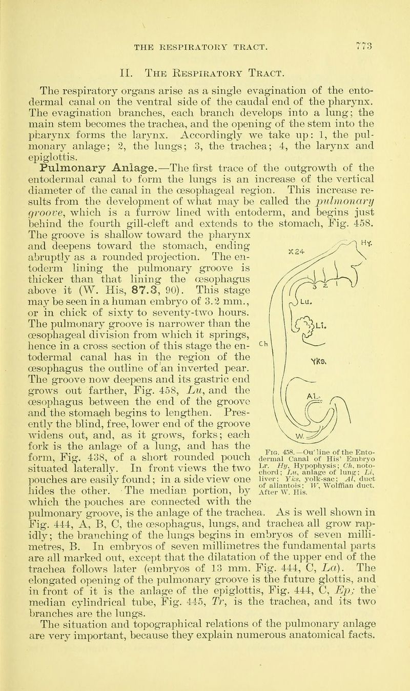 II. The Respiratory Tract. The respiratory organs arise as a single evagination of the ento- dermal canal on the ventral side of the caudal end of the pharynx. The evagination branches, each branch develops into a lung; the main stem becomes the trachea, and the opening of the stem into the pharynx forms the larynx. Accordingly we take up: 1, the pul- monary anlage; 2, the lungs; 3, the trachea; 4, the larynx and epiglottis. Pulmonary Anlage.—The first trace of the outgrowth of the entodermal canal to form the lungs is an increase of the vertical diameter of the canal in the oesophageal region. This increase re- sults from the development of what may be called the pulmonary groove, which is a furrow lined with entoderm, and begins just behind the fourth gill-cleft and extends to the stomach. Fig. 458. The groove is shallow toward the pharynx and deepens toward the stomach, ending abruptly as a rounded projection. The en- toderm lining the pulmonary groove is thicker than that lining the fpsophagus above it (W. His, 87.3, 90). This stage may be seen in a human embryo of 3.2 mm., or in chick of sixty to seventy-two hours. The pulmonary groove is narrower than the oesophageal division from which it springs, hence in a cross section of this stage the en- todermal canal has in the region of the oesophagus the outline of an inverted pear. The groove now deepens and its gastric end grows out farther. Fig. 458, Lu, and the oesophagus between the end of the groove and the stomach begins to lengthen. Pres- ently the blind, free, lower end of the groove widens out, and, as it grows, forks; each fork is the anlage of a lung, and has the form. Fig, 438, of a short rounded pouch situated laterally. In front views the two pouches are easily found; in a side view one hides the other. The median portion, by which the pouches are connected with the pulmonary groove, is the anlage of the trachea. As is well shown in Fig. 444, A, B, C, the oesophagus, lungs, and trachea all grow rap- idly; the branching of the lungs begins in embryos of seven milli- metres, B. In embryos of seven millimetres the fundamental parts are all marked out, except that the dilatation of the upper end of the trachea follows later (embryos of 13 mm. Fig. 444, C, La). The elongated opening of the pulmonary groove is the future glottis, and in front of it is the anlage of the epiglottis, Fig. 444, C, Ep; the median cylindrical tube. Fig. 445, Tr, is the trachea, and its two branches are the lungs. The situation and topographical relations of the pulmonary anlage are very important, because they explain numerous anatomical facts. OuMine of the Ento- dermal Canal of His' Embryo Lr. Hy, Hypophysis; C7i, noto- chord; Lu, anlage of lung; Li, liver; Yks, yolk-sac; Al, duct of allantois; W, Wolffian duct. After W. His.