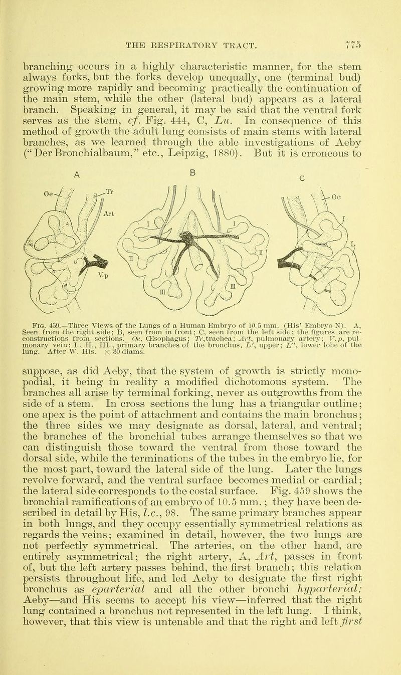 branching occurs in a highly characteristic manner, for the stem always forks, but the forks develop unequally, one (terminal bud) growing more rapidly and becoming practically the continuation of the main stem, while the other (lateral bud) appears as a lateral branch. Speaking in general, it may be said that the ventral fork serves as the stem, cf. Fig. 444, C, Lu, In consequence of this method of growth the adult lung consists of main stems with lateral branches, as we learned through the able investigations of Aeby (Der Bronchialbaum, etc., Leipzig, 1880). Bat it is erroneous to Fig. 459.—Three Views of the Lungs of a Human Embryo of 10.5 mm. (His' Embryo N). A, Seen from the right side; B, seen from in front; C, seen from the left side; the figures are re- constructions from sections. Oe, CEsophagus; Tr,tracliea; Art^ pulmonary artery; F.p, pul- monaiy vein; I., II., III., primary branches of the bronchus, L\ upper; J,, lower lobe of the lung. After W. His. x 30 diams. suppose, as did Aeby, that the system of growth is strictly mono- podial, it being in reality a modified dichotomous system. The branches all arise by terminal forking, never as outgrowths from the side of a stem. In cross sections the lung has a triangular outline; one apex is the point of attachment and contains the main bronchus; the three sides we may designate as dorsal, lateral, and ventral; the branches of the bronchial tubes arrange themselves so that we can distinguish those toward the ventral from those toward the dorsal side, while the terminations of the tubes in the embryo lie, for the most part, toward the lateral side of the lung. Later the lungs revolve forward, and the ventral surface becomes medial or cardial; the lateral side corresponds to the costal surface. Fig. 459 shows the bronchial ramifications of an embrj^o of 10.5 mm.; they have been de- scribed in detail by His, Z.c, 98. The same primary branches appear in both lungs, and they occupy essentially symmetrical relations as regards the veins; examined in detail, however, the two lungs are not perfectly symmetrical. The arteries, on the other hand, are entirely asymmetrical; the right artery, A, Art, passes in front of, but the left artery passes behind, the first branch; this relation persists throughout life, and led Aeby to designate the first right bronchus as eparterial and all the other bronchi hyparterial; Aeb}—and His seems to accept his view—inferred that the right lung contained a bronchus not represented in the left lung. I think, however, that this view is untenable and that the right and left first