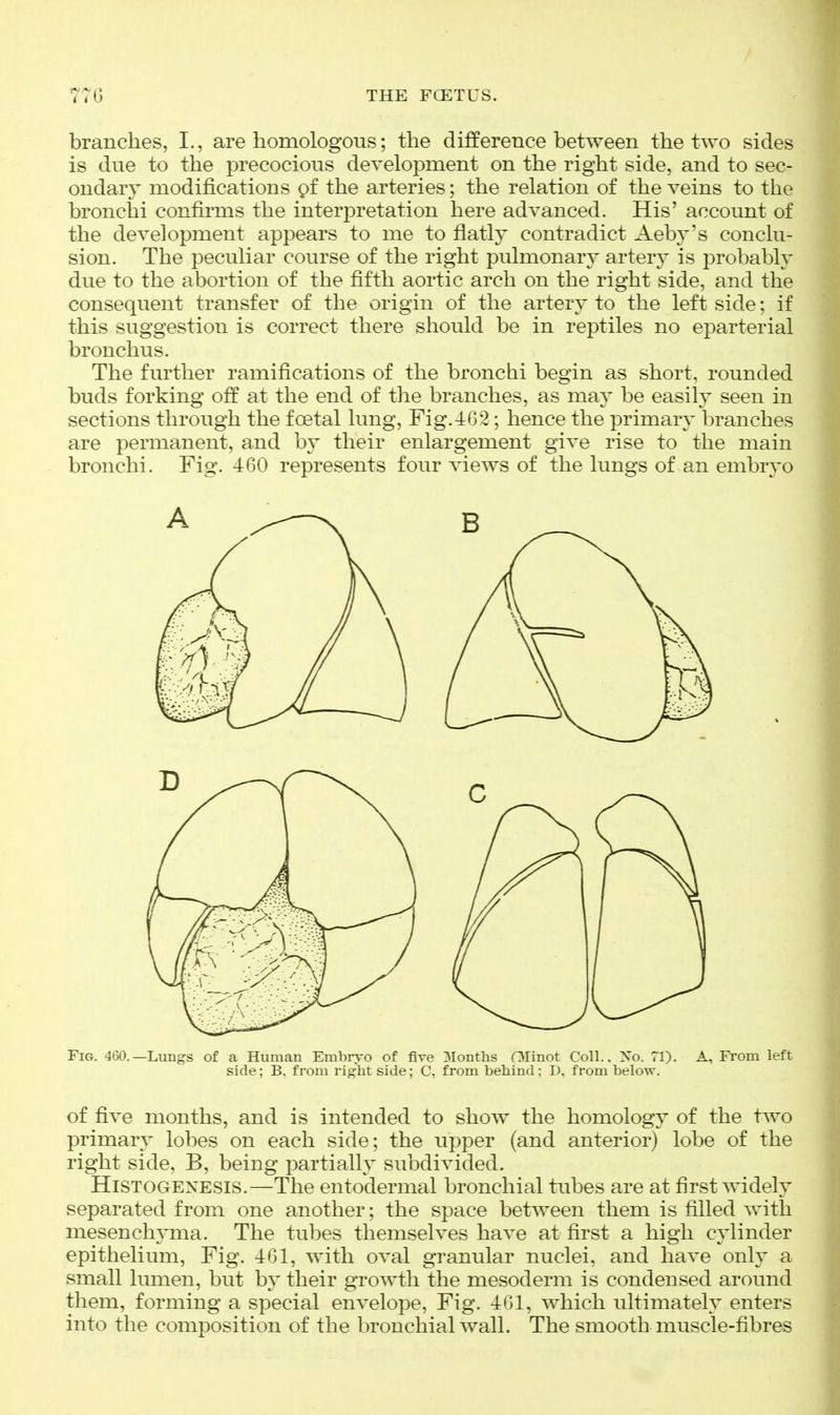 branches, I., are homologous; the difference between the two sides is due to the precocious development on the right side, and to sec- ondary modifications gf the arteries; the relation of the veins to the bronchi confirms the interpretation here advanced. His' account of the development appears to me to flatly contradict Aeby's conclu- sion. The peculiar course of the right pulmonary artery is probably due to the abortion of the fifth aortic arch on the right side, and the consequent transfer of the origin of the artery to the left side; if this suggestion is correct there should be in reptiles no eparterial bronchus. The further ramifications of the bronchi begin as short, rounded buds forking off at the end of the branches, as may be easily seen in sections through the foetal lung. Fig.462; hence the primary branches are permanent, and by their enlargement give rise to the main bronchi. Fig. 460 represents four views of the lungs of an embryo Fig. 460.—Lungs of a Human Embryo of five 3Ionths Olinot Coll., Xo. 71). A, From left side; B. from right side; C, from behind: D, from below. of five months, and is intended to show the homology of the two primary lobes on each side; the upper (and anterior) lobe of the right side, B, being partially subdivided. Histogenesis.—The entodermal bronchial tubes are at first widely separated from one another; the space between them is filled with mesench^^ma. The tubes themselves have at first a high cylinder epithelium. Fig. 461, with oval granular nuclei, and have only a small lumen, but by their growth the mesoderm is condensed around them, forming a special envelope, Fig. 461, which ultimately enters into the composition of the bronchial wall. The smooth muscle-fibres