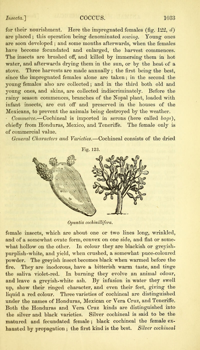 for their nourishment. Here the impregnated females (fig. 122, d) are placed; this operation being denominated sowing. Young ones are soon developed ; and some months afterwards, when the females have become fecundated and enlarged, the harvest commences. The insects are brushed off, and killed by immersing them in hot water, and afterwards drying them in the sun, or by the heat of a stove. Three harvests are made annually ; the first being the best, since the impregnated females alone are taken; in the second the young females also are collected; and in the third both old and young ones, and skins, are collected indiscriminately. Before the rainy season commences, branches of the Nopal plant, loaded with infant insects, are cut off and preserved in the houses of the Mexicans, to prevent the animals being destroyed by the weather. Commerce.—Cochineal is imported in serons (here called bags), chiefly from Honduras, Mexico, and Teneriffe. The female only is of commercial value. General Characters and Varieties.—Cochineal consists of the dried Fig. 123. Opuntia cochinillifera. female insects, which are about one or two lines long, wrinkled, and of a somewhat ovate form, convex on one side, and flat or some- what hollow on the other. In colour they are blackish or greyish- purplish-white, and yield, when crushed, a somewhat puce-coloured powder. The greyish insect becomes black when warmed before the fire. They are inodorous, have a bitterish warm taste, and tinge the saliva violet-red. In burning they evolve an animal odour, and leave a greyish-white ash. By infusion in water they swell up, show their ringed character, and even their feet, giving the liquid a red colour. Three varieties of cochineal are distinguished under the names of Honduras, Mexican or Vera Cruz, and Teneriffe. Both the Honduras and Vera Cruz kinds are distinguished into the silver and black varieties. Silver cochineal is said to be the matured and fecundated female ; black cochineal the female ex- hausted by propagation 5 the first kind is the best. Silver cochineal