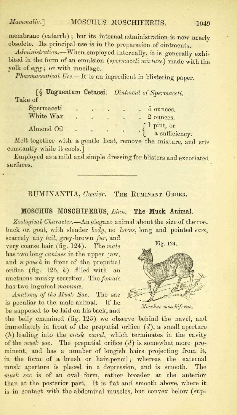 membrane (catarrh) ; but its internal administration is now nearly obsolete. Its principal use is in the preparation of ointments. Administration.—When employed internally, it is generally exhi- bited in the form of an emulsion {spermaceti mixture) made with the yolk of egg ; or with mucilage. Pharmaceutical Use.—It is an ingredient in blistering paper. [§ Unguentum Cetacei. Ointment of Spermaceti. Take of Spermaceti . . . .5 ounces. White Wax 2 ounces. 1 pint, or a sufficiency. Melt together with a gentle heat, remove the mixture, and stir constantly while it cools.] Employed as a mild and simple dressing for blisters and excoriated surfaces. EUMINANTIA, Ouvier. The Ruminant Order. MOSCHUS MOSCHIFEEUS, Linn. The Musk Animal. Zoological Character.—An elegant animal about the size of the-roe- buck or. goat, with slender body, no horns, long and pointed ears, scarcely any tail, grey-brown fur, and very coarse hair (fig. 124). The male has two long canines in the upper jaw, and a pouch in front of the preputial orifice (fig. 125, li) filled with an unctuous musky secretion. The female has two inguinal mammce. Anatomy of the Musk Sac.—The sac is peculiar to the male animal. If he be supposed to be laid on his back, and the belly examined (fig. 125) we observe behind the navel, and immediately in front of the preputial orifice (d), a small aperture (h) leading into the mush canal, which terminates in the cavity of the music sac. The preputial orifice (d) is somewhat more pro- minent, and has a number of longish hairs projecting from it, in the form of a brush or hair-pencil; whereas the external musk aperture is placed in a depression, and is smooth. The mush sac is of an oval form, rather broader at the anterior than at the posterior part. It is flat and smooth above, where it is in contact with the abdominal muscles, but convex below (sup- Almond Oil ■