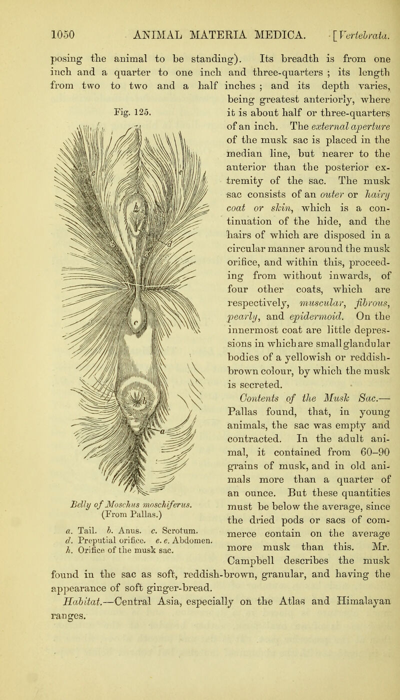 posing tlie inch and from two to animal to be standing). Its breadth is from one a quarter to one inch and three-quarters ; its length two and a half inches ; and its depth varies, being greatest anteriorly, where it is about half or three-quarters of an inch. The external aperture of the musk sac is placed in the median line, but nearer to the anterior than the posterior ex- tremity of the sac. The musk sac consists of an outer or hairy coat or shin, which is a con- tinuation of the hide, and the hairs of which are disposed in a circular manner around the musk orifice, and within this, proceed- ing from without inwards, of four other coats, which are respectively, muscular, fibrous, pearly, and epidermoid. On the innermost coat are little depres- sions in which are small glandular bodies of a yellowish or reddish- brown colour, by which the musk is secreted. Contents of the Mush Sac.— Pallas found, that, in young and animals, the sac was empty contracted. In the adult ani- mal, it contained from 60-90 grains of musk, and in old ani- mals more than a quarter of an ounce. But these quantities must be below the average, since the dried pods or sacs of com- merce contain on the average more musk than this. Mr. Campbell describes the musk found in the sac as soft, reddish-brown, granular, and having the appearance of soft ginger-bread. Habitat.—Central Asia, especially on the Atlas and Himalayan Belly of Moschus moschiferus. (From Pallas.) a. Tail. b. Anus. c. Scrotum. d. Preputial orifice, e. e. Abdomen. h. Orifice of the musk sac.