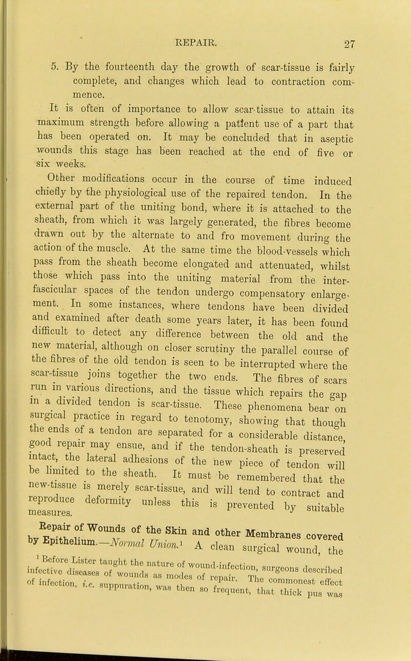 5. By the fourteenth day the growth of scar-tissue is fairly complete, and changes which lead to contraction com- mence. It is often of importance to allow scar-tissue to attain its maximum strength before allowing a patient use of a part that has been operated on. It may be concluded that in aseptic wounds this stage has been reached at the end of five or six weeks. Other modifications occur in the course of time induced chiefly by the physiological use of the repaired tendon. In the external part of the uniting bond, where it is attached to the sheath, from which it was largely generated, the fibres become drawn out by the alternate to and fro movement during the action of the muscle. At the same time the blood-vessels which pass from the sheath become elongated and attenuated, whilst those which pass into the uniting material from the inter- fascicular spaces of the tendon undergo compensatory enlarge- ment. In some instances, where tendons have been divided and examined after death some years later, it has been found difficult to detect any diflference between the old and the new material, although on closer scrutiny the parallel course of the fibres of the old tendon is seen to be interrupted where the scar-tissue joins together the two ends. The fibres of scars run in various directions, and the tissue which repairs the o-ap m a_ divided tendon is scar-tissue. These phenomena bear^n surgical practice in regard to tenotomy, showing that though the ends of a tendon are separated for a considerable distance good repair may ensue, and if the tendon-sheath is preserved intact, the lateral adhesions of the new piece of tendon will be limited to the sheath. It must be remembered that the new-tissue is merely scar-tissue, and will tend to contract and reproduce deformity unless this is prevented by u taWe measures. ''i^'i»'Oie Repair of Womis of the Skin and other Membranes covered by Eprthehum._iV^„™„, Uniou, A clean surgical wound the Of i-eu„„,„. .e„ir;;e„riTXTit::