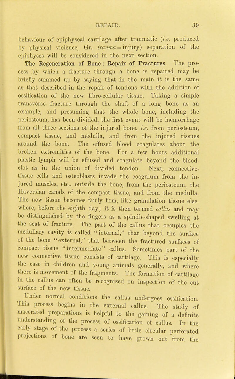 behaviour of epiphyseal cartilage after traumatic (i.e. produced by physical violence, Gr. trmivmiujuvy) separation of the epiphyses will be considered in the next section. The Eegeneration of Bone : Eepair of Fractures. The pro- cess by which a fracture through a bone is repaired may be briefly summed up by saying that in the main it is the same as that described in the repair of tendons with the addition of ossification of the new fibro-cellular tissue. Taking a simple transverse fracture through the shaft of a long bone as an example, and presuming that the whole bone, including the periosteum, has been divided, the first event will be haemorrhage from all three sections of the injured bone, i.e. from periosteum, compact tissue, and medulla, and from the injured tissues around the bone. The effused blood coagulates about the broken extremities of the bone. For a few hours additional plastic lymph will be efi'used and coagulate beyond the blood- clot as in the union of divided tendon. Next, connective- tissue cells and osteoblasts invade the coagulum from the in- jured muscles, etc., outside the bone, from the periosteum, the Haversian canals of the compact tissue, and from the medulla. The new tissue becomes fairly firm, like granulation tissue else- where, before the eighth day; it is then termed callus and may be distinguished by the fingers as a spindle-shaped swelling at the seat of fracture. The part of the callus that occupies the medullary cavity is called internal, that beyond the surface of the bone external, that between the fractured surfaces of compact tissue intermediate callus. Sometimes part of the new connective tissue consists of cartilage. This is especially the case in children and young animals generally, and where there is movement of the fragments. The formation of cartilage in the callus can often be recognized on inspection of the cut surface of the new tissue. Under normal conditions the callus undergoes ossification. This process begins in the external callus. The study of macerated preparations is helpful to the gaining of a definite understanding of the process of ossification of callus. In the early stage of the process a series of little circular perforated projections of bone are seen to have grown out from the