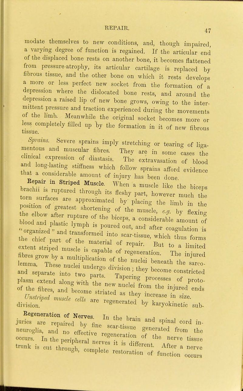modate themselves to new conditions, and, though impaired, a varying degree of function is regained. If the articular end of the displaced bone rests on another bone, it becomes flattened from pressure-atrophy, its articular cartilage is replaced by fibrous tissue, and the other bone on which it rests develops a more or less perfect new socket from the formation of 1 depression where the dislocated bone rests, and around the depression a raised lip of new bone grows, owing to the inter- mittent pressure and traction experienced during the movements of the limb. Meanwhile^ the original socket becomes more or less completely filled up by the formation in it of new fibrous tissue. Spmins. Severe sprains imply stretching or tearing of liga- mentous and muscular fibres. They are in some Les tie chmcal expression of diastasis. The extravasation of blood that ^-'^^''-g f ff- -hich follow sprains afford evidence that a considerable amount of injury has been done Repair in Striped Musele. When a muscle like the biceps brachu ,s ruptured through its fleshy part, however much tt torn surfaces are approximated by placing the limb in he position of greatest shortening of the musde, e.,. by L nl he elbow after rupture of the biceps, a consid rable amount of • orgal d^ and r'n? T'^' ^ ^^'^ ^^^'^^ ^ oinei part ot the material of renair R,,^ + t • , extent striped muscle is capable o reC^ation Th 1 fibres grow by a multiplicatL of th eneath tte' lemma. These nuclei undergo division ■ thev b! ™' and separate into two „° J constricted Unstnped muscle cells are regeneriterl K i , ' division. regenerated by karyokinetic sub- Regeneration of Nervpt! Tr, +1, 1 • Juries are repaired b7 fine sc L ~ neuroglia, and' no effective re ne ti : o'fr'' occu.. In «,o peripheral nervef t « n *\ -'^ cut through, compiete restorat' ? fut ^ in- e nerve tissue erve occurs