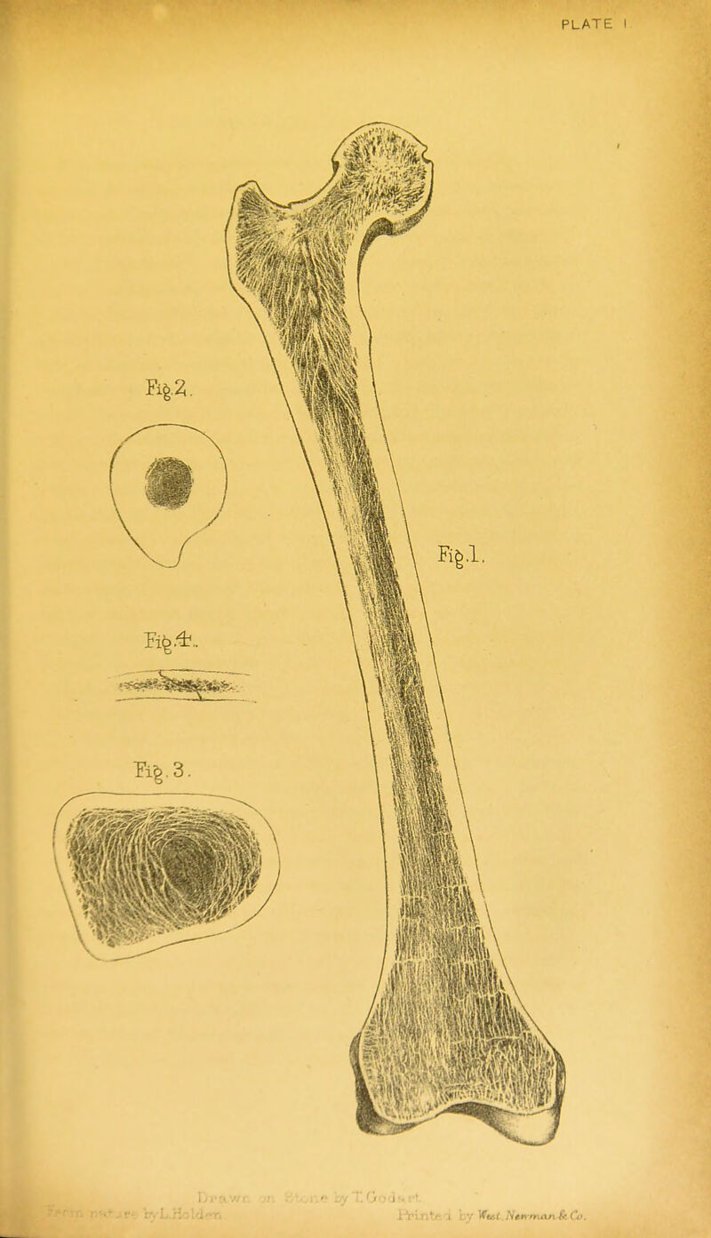 PLATE I