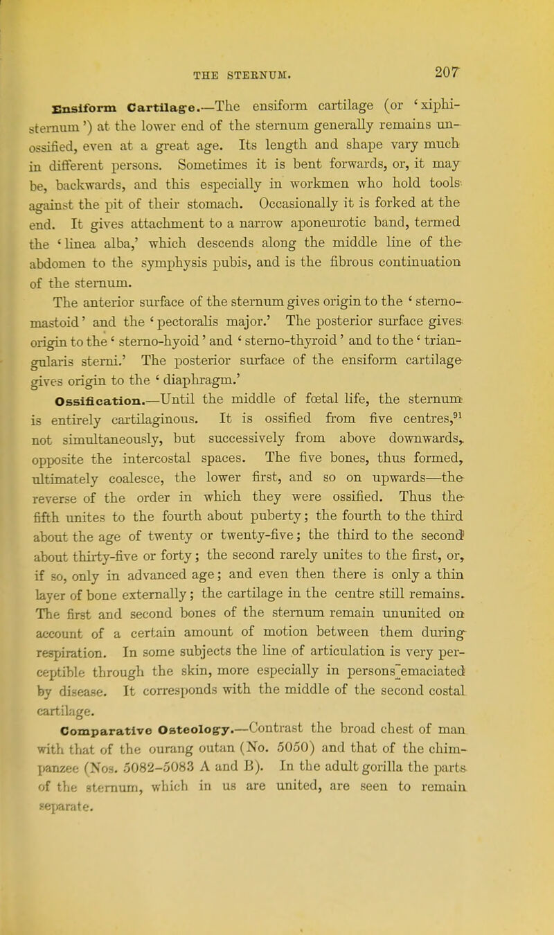 Bnslform Cartilag-e.—The ensiform cartilage (or 'xixDhi- sternum') at the lower end of the stenium generally remains un- ossified, even at a great age. Its length and shape vary much in different persons. Sometimes it is bent forwards, or, it may be, backwards, and this especially in workmen who hold tools against the pit of theii- stomach. Occasionally it is forked at the end. It gives attachment to a narrow aponemrotic band, termed the ' linea alba,' which descends along the middle line of the abdomen to the symphysis pubis, and is the fibrous continuation of the sternum. The anterior surface of the sternum gives origin to the ' sterno- mastoid' and the ' pectoralis major.' The posterior surface gives- origin to the' stemo-hyoid' and ' sterno-thyroid' and to the' trian- gularis stemi.' The posterior surface of the ensiform cartilage gives origin to the ' diaphragm.' Ossification.—Until the middle of foetal life, the sternum is entirely cartilaginous. It is ossified from five centres, not simultaneously, but successively from above downwards,, opposite the intercostal spaces. The five bones, thus formed, ultimately coalesce, the lower first, and so on upwards—the reverse of the order in which they were ossified. Thus the fifth unites to the fourth about puberty; the fourth to the third about the age of twenty or twenty-five; the third to the second about thirty-five or forty; the second rarely unites to the first, or, if so, only in advanced age; and even then there is only a thin layer of bone externally; the cartilage in the centre still remains. The first and second bones of the sternum remain imunited on account of a certain amount of motion between them during respiration. In some subjects the line of articulation is very per- ceptible through the skin, more especially in persons~emaciated by disease. It corresponds with the middle of the second costal cartilage. Comparative Osteology.—Contrast the broad chest of man with that of the ourang outan (No. 5050) and that of the chim- panzee (Nos. 5082-5083 A and B). In the adult gorilla the part& of the sternum, which in us are united, are seen to remain fiej)arate.