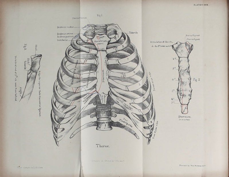 PLATEX <XIX Fig 1. Printed by WeslNt,.mtu, 4