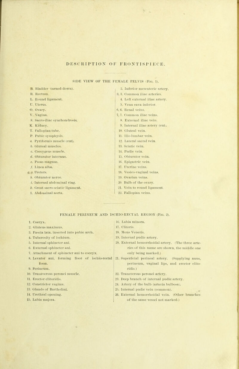 DESCRIPTION OF FRONTISPIECE. SIDE VIEW OF THE FEMALE PELVIS (Fig. 1). B. Bladder turned down). • Inferior mesenteric artery. R. Rectum. 3, 3. Common iliac arteries. L. Round ligament. 4. Left external iliac artery. U. Uterus. 5. Vena cava inferior. 0. Ovary. fi, 6. Renal veins. V., Vagina. 7, 7. Common iliac veins. S. Sacroiliac synchondrosis. 8. External iliac vein. K. Kidney. 9. Internal iliac artery (cut). T. Fallopian tube. 10. <[luteal vein. P. Pubic symphysis. 11. llio-lumbar vein. a. Pyriformis muscle (cut). 12. Lateral sacral vein. 6. Gluteal muscles. 13. Sciatic vein. c. Coccygeus muscle. 14. Pudic vein. d. Obturator interims. 15. i >bturator vein. e. Psoas magnus. 16. Epigastric vein. /. Linea alba. 17. Uterine veins. ,g. Ureters. 18. Vesico-vaginal veins. h. Obturator nerve. 19. Ovarian veins. i. Internal abdominal ring. 20. Bulb of the ovary. k. Great sacro-sciatic ligament. 21. Vein to round ligament. 1. Abdominal aorta. 22. Fallopian veins. FEMALE PERINEUM AND ISCHIO-RECTAL REGION (Fig. 2). 1. Coccyx. 2. Gluteus maxim us. 3. Fascia lata, inserted into pubic arch. 4. Tuberosity of ischium. 5. Internal sphincter ani. 6. External sphincter ani. 7. Attachment of sphincter ani to coccyx. 8. Levator ani, forming floor of ischio-rectal fossa. 9. Perineum. 10. Transversus peronei muscle. 11. Erector clitoridis. 12. Constrictor vaginae. 13. Glands of Bartholini. 14. Urethral opening. 15. Labia majora. Hi. Labia minora. 17. Clitoris. 18. Mons Veneris. 19. Internal pudic artery. 20. External hemorrhoidal artery. (The three arte- ries of this name are shown, the middle one only being marked.) 21. Superficial perineal artery. (Supplying anus, perineum, vaginal lips, and erector clito- ridis ) 22. Transversus peronei artery. 23. Deep branch of internal pudic artery. 24. Artery of the bulb (arteria bulbosa). 25. Internal pudic vein (common). 26. External hemorrhoidal vein. (Other branches of the same vessel not marked.)