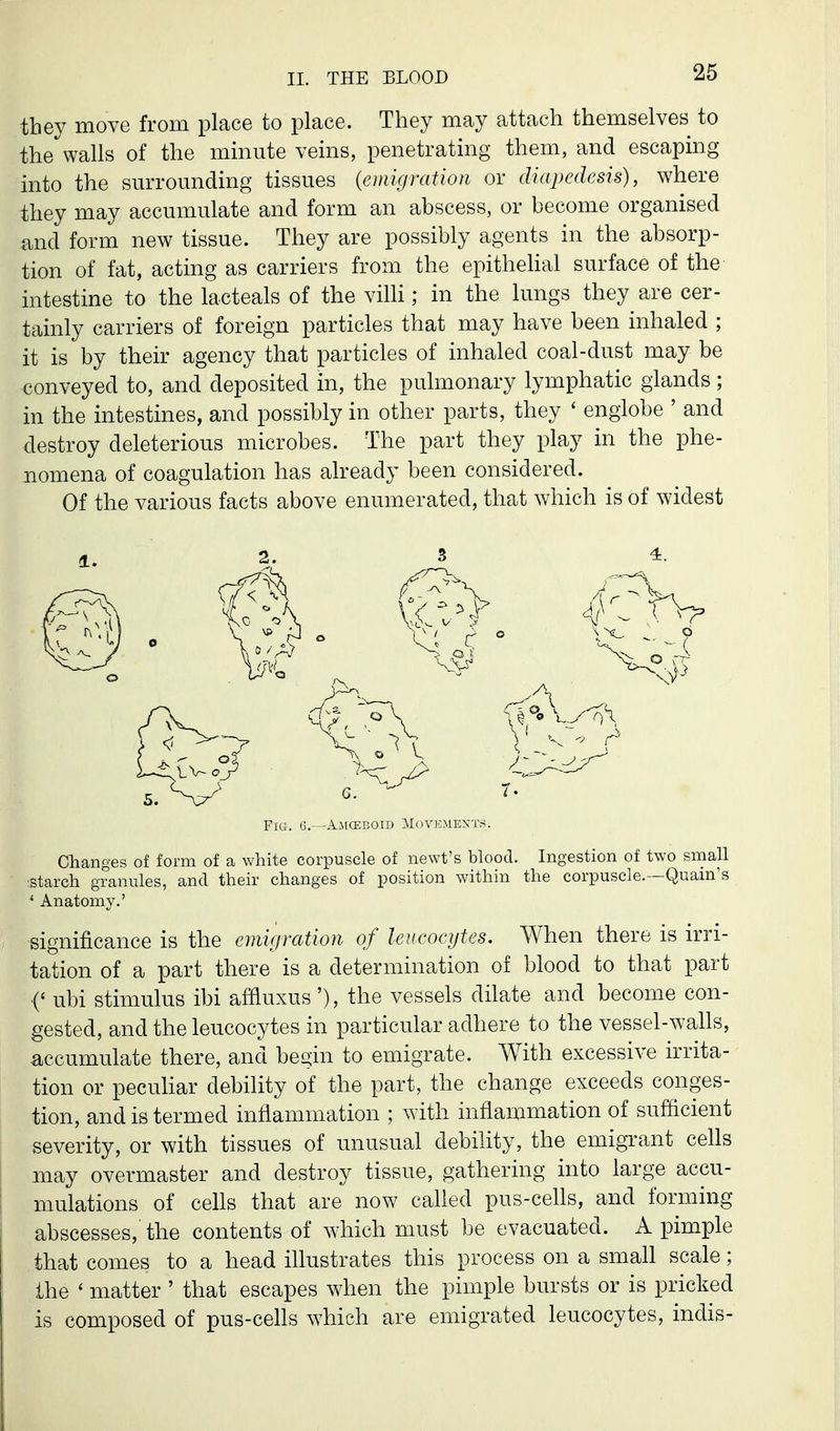 they move from place to place. They may attach themselves to the walls of the minute veins, penetrating them, and escaping into the surrounding tissues {emigration or diapedesis), where they may accumulate and form an abscess, or become organised and form new tissue. They are possibly agents in the absorp- tion of fat, acting as carriers from the epithehal surface of the intestine to the lacteals of the villi; in the lungs they are cer- tainly carriers of foreign particles that may have been inhaled ; it is by their agency that particles of inhaled coal-dust may be conveyed to, and deposited in, the pulmonary lymphatic glands ; in the intestines, and possibly in other parts, they ' engiobe ' and destroy deleterious microbes. The part they play in the phe- nomena of coagulation has already been considered. Of the various facts above enumerated, that which is of widest FlO. 6.—AjICEBOID M(-)VKMEX'J'S. Changes of form of a white corpuscle of newt's blood. Ingestion of two small ■starch granules, and their changes of position within the corpuscle.—Quam's * Anatomy.' significance is the emigration of leucocytes. When there is irri- tation of a part there is a determination of blood to that part (' ubi stimulus ibi affluxus'), the vessels dilate and become con- gested, and the leucocytes in particular adhere to the vessel-walls, accumulate there, and begin to emigrate. With excessive irrita- tion or peculiar debility of the part, the change exceeds conges- tion, and is termed inflammation ; with inflammation of sufficient severity, or with tissues of imusual debility, the emigrant cells may overmaster and destroy tissue, gathering into large accu- mulations of cells that are now called pus-cells, and forming abscesses, the contents of which must be evacuated. A pimple that comes to a head illustrates this process on a small scale; the ' matter ' that escapes when the pimple bursts or is pricked is composed of pus-cells which are emigrated leucocytes, indis-