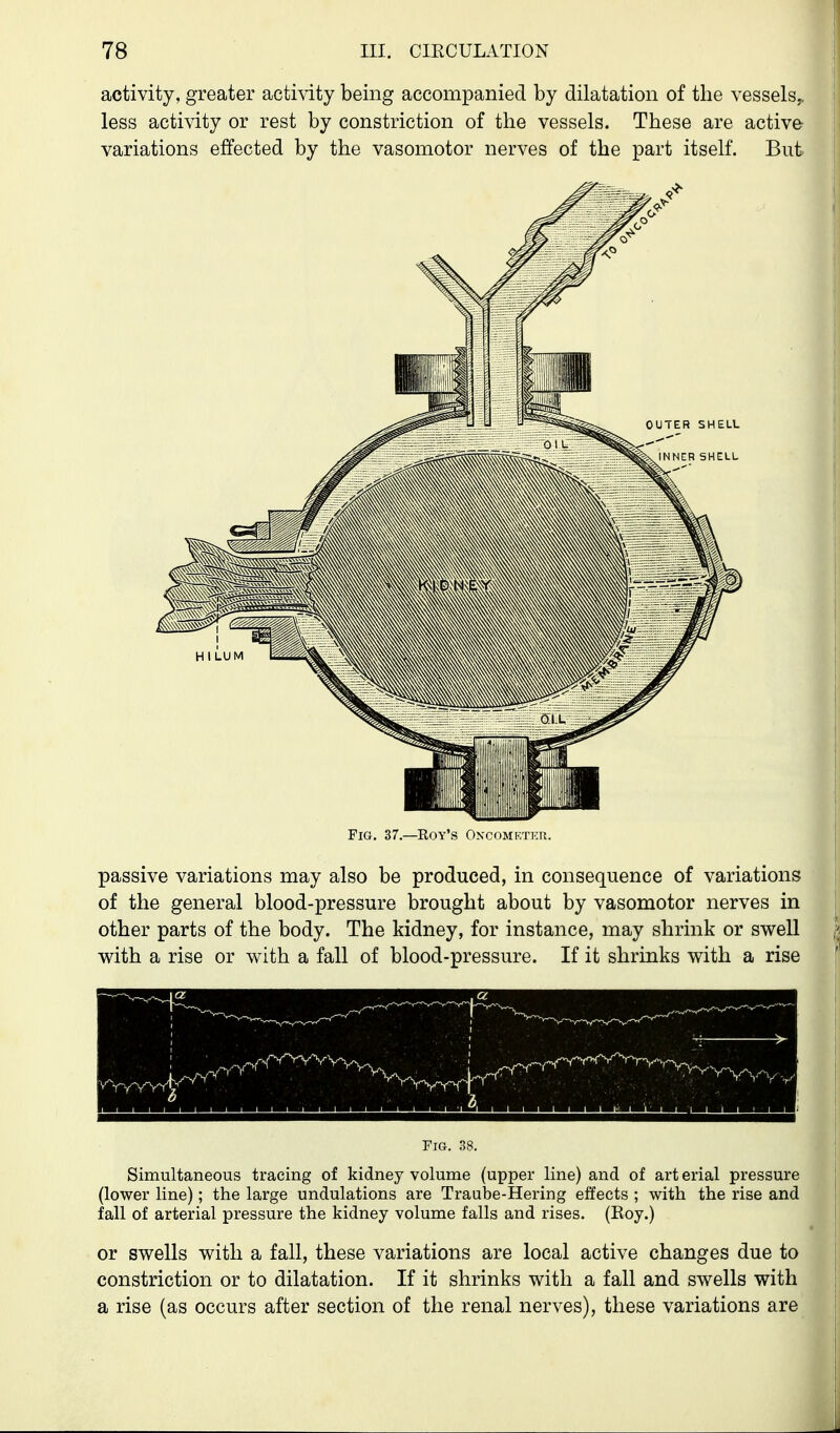 activity, greater activity being accompanied by dilatation of the vessels,, less activity or rest by constriction of the vessels. These are active- variations effected by the vasomotor nerves of the part itself. But Fig. 37.—Roy's Oncometer. passive variations may also be produced, in consequence of variations of the general blood-pressure brought about by vasomotor nerves in other parts of the body. The kidney, for instance, may shrink or swell with a rise or with a fall of blood-pressure. If it shrinks with a rise Fig. 38. Simultaneous tracing of kidney volume (upper line) and of art erial pressure (lower line); the large undulations are Traube-Hering effects ; with the rise and fall of arterial pressure the kidney volume falls and rises. (Roy.) or swells with a fall, these variations are local active changes due to constriction or to dilatation. If it shrinks with a fall and swells with a rise (as occurs after section of the renal nerves), these variations are