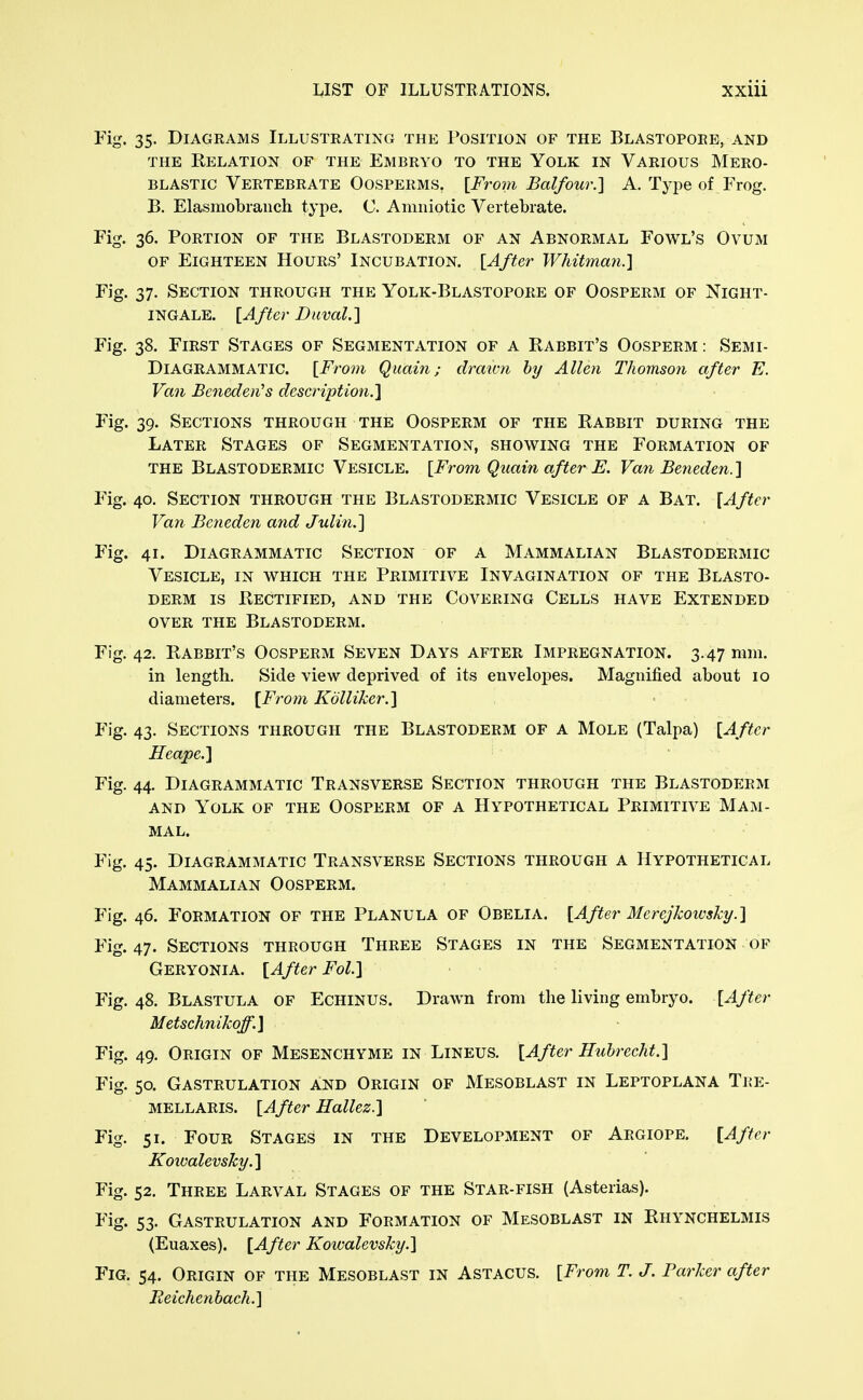 Fig. 35. Diagrams Illustrating the Position of the Blastopore, and THE Relation of the Embryo to the Yolk in Various Mero- BLASTic Vertebrate Oosperms. [Froin Balfour.] A. Type of Frog. B. Elasmobianch type. C. Amniotic Vertebrate. Fig. 36. Portion of the Blastoderm of an Abnormal Fowl's Ovum OF Eighteen Hours' Incubation. [After Whitman.] Fig. 37. Section through the Yolk-Blastopore of Oosperm of Night- ingale. [After Duval.] Fig. 38. First Stages of Segmentation of a Rabbit's Oosperm: Semi- Diagrammatic. [From Quain; draicn hy Allen Thomson after E. Van Beneden^s description.] Fig. 39. Sections through the Oosperm of the Rabbit during the Later Stages of Segmentation, showing the Formation of the Blastodermic Vesicle. [From Quain after E. Van Bejieden.] Fig. 40. Section through the Blastodermic Vesicle of a Bat. [After Van Beneden and Julin.] Fig. 41. Diagrammatic Section of a Mammalian Blastodermic Vesicle, in which the Primitive Invagination of the Blasto- derm is Rectified, and the Covering Cells have Extended over the Blastoderm. Fig. 42. Rabbit's Oosperm Seven Days after Impregnation. 3.47 mm. in length. Side view deprived of its envelopes. Magnified about 10 diameters. [From Kdlliker.] Fig. 43. Sections through the Blastoderm of a Mole (Talpa) [A fter Heape.] Fig. 44. Diagrammatic Transverse Section through the Blastoderm AND Yolk of the Oosperm of a Hypothetical Primitive Mam- mal. Fig. 45. Diagrammatic Transverse Sections through a Hypothetical Mammalian Oosperm. Fig. 46. Formation of the Planula of Obelia. [After Merejkowshy.] Fig. 47. Sections through Three Stages in the Segmentation of Geryonia. [After Fol] Fig. 48. Blastula of Echinus. Drawn from the living embryo. [After Metschnikoff.] Fig. 49. Origin of Mesenchyme in Lineus. [After Huhrecht.] Fig. 50. Gastrulation And Origin of Mesoblast in Leptoplana Tre- MELLARis. [After Hallez.] Fig. 51. Four Stages in the Development of Argiope. [After Kowalevsky.] Fig. 52. Three Larval Stages of the Star-fish (Asterias). Fig. 53. Gastrulation and Formation of Mesoblast in Rhynchelmis (Euaxes). [After Kowalevsky.] Fig. 54. Origin of the Mesoblast in Astacus. [From T. J. Parker after Eeichenbach.]