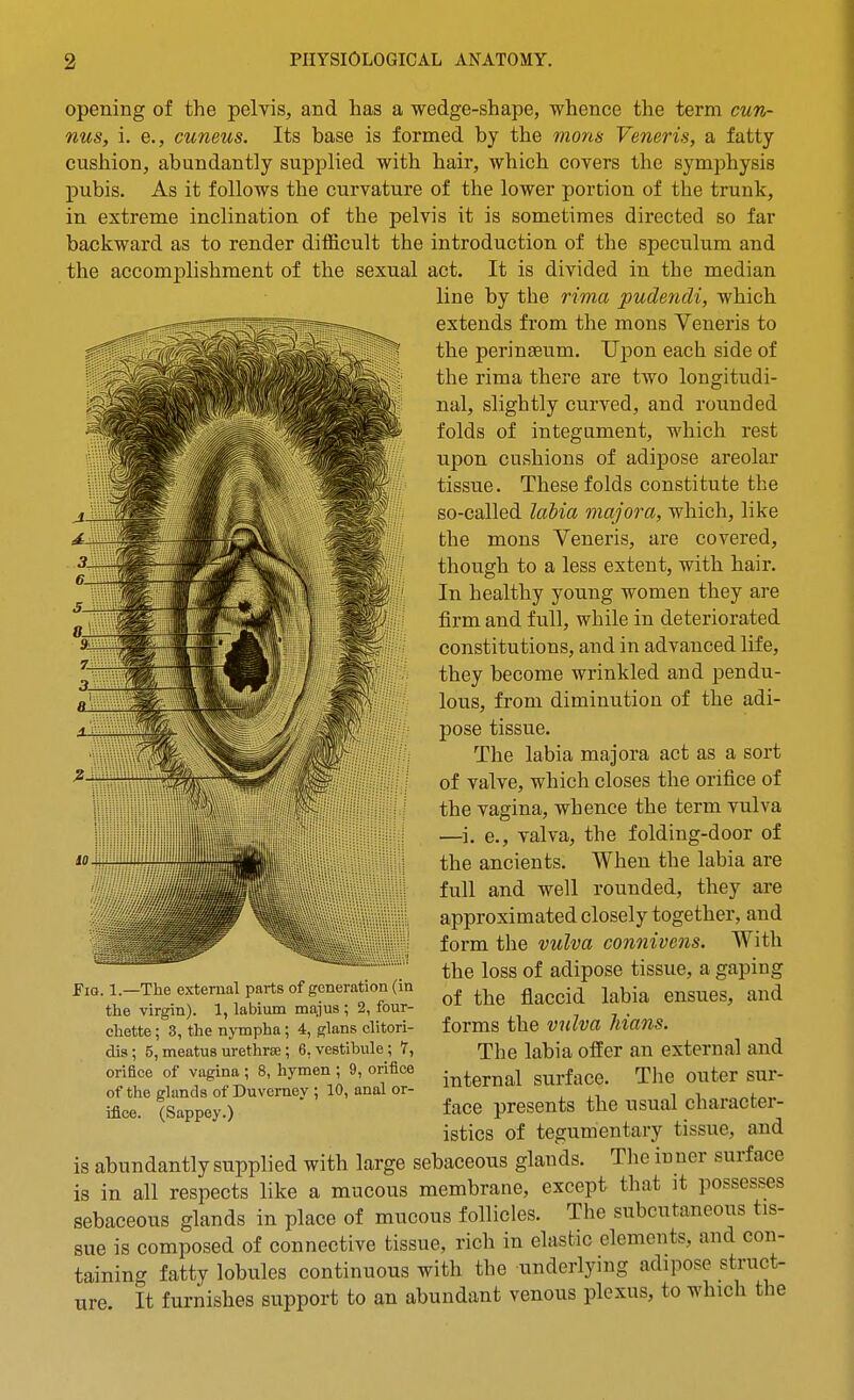 opening of the pelvis, and has a wedge-shape, whence the term cun- nus, i. e., cuneus. Its base is formed by the mons Veneris, a fatty cushion, abundantly su.pplied with hair, which covers the symphysis pubis. As it follows the curvature of the lower portion of the trunk, in extreme inclination of the pelvis it is sometimes directed so far backward as to render difficult the introduction of the speculum and the accomjilishment of the sexual act. It is divided in the median line by the rima pudendi, which extends from the mons Veneris to the perinseum. Upon each side of the rima there are two longitudi- nal, slightly curved, and rounded folds of integument, which rest upon cushions of adipose areolar tissue. These folds constitute the so-called labia major a, which, like the mons Veneris, are covered, though to a less extent, with hair. In healthy young women they are firm and full, while in deteriorated constitutions, and in advanced life, they become wrinkled and pendu- lous, from diminution of the adi- pose tissue. The labia majora act as a sort of valve, which closes the orifice of the vagina, whence the term vulva —i. e., valva, the folding-door of the ancients. When the labia are full and well rounded, they are approximated closely together, and form the vulva connivens. With the loss of adipose tissue, a gaping of the flaccid labia ensues, and forms the vulva Mans. The labia offer an external and internal surface. The outer sur- face presents the usual character- istics of tegumentary tissue, and is abundantly supplied with large sebaceous glands. The inner surface is in all respects like a mucous membrane, except that it possesses sebaceous glands in place of mucous follicles. The subcutaneous tis- sue is composed of connective tissue, rich in elastic elements, and con- taining fatty lobules continuous with the underlying adipose struct- ure It furnishes support to an abundant venous plexus, to which the Fia. 1.—The external parts of generation (in the virgin). 1, labium ma-ius ; 2, four- diette; 3, the nympha; 4, glans clitori- dis; 5,meatusurethrse; 6,vestibule; T, orifice of vagina ; 8, hymen ; 9, orifice of the glands of Duverney ; 10, anal or- ifice. (Sappey.)