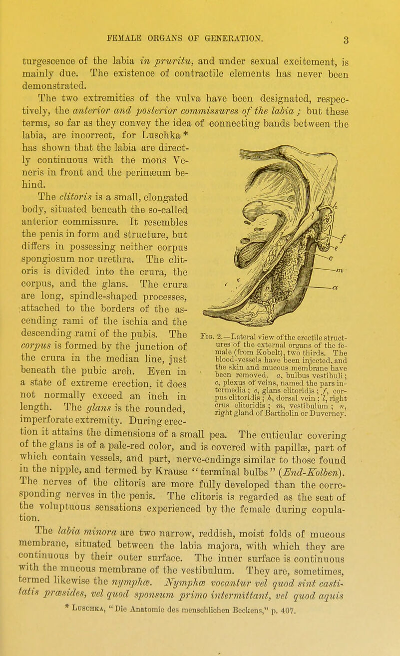 turgescence of the labia in pruritu, and under sexual excitement, is mainly due. The existence of contractile elements has never been demonstrated. The two extremities of the vulva have been designated, respec- tively, the anterior and posterior commissures of the labia ; but these terms, so far as they convey the idea of connecting bands between the labia, are incorrect, for Luschka* has shown that the labia are direct- ly continuous with the mons Ve- neris in front and the perinaeum be- hind. The clitoris is a small, elongated body, situated beneath the so-called anterior commissure. It resembles the penis in form and structure, but differs in possessing neither corpus spongiosum nor urethra. The clit- oris is divided into the crura, the corpus, and the glans. The crura are long, spindle-shaped processes, : attached to the borders of the as- cending rami of the ischia and the descending xami of the pubis. The corpus is formed by the junction of the crura in the median line. Just beneath the pubic arch. Even in a state of extreme erection, it does not normally exceed an inch in length. The glans is the rounded, imperforate extremity. During erec- tion it attains the dimensions of a small pea. The cuticular covering of the glans is of a pale-red color, and is covered with papilla, part of which contain vessels, and part, nerve-endings similar to those found in the nipple, and termed by Krause terminal bulbs {End-Kolben). The nerves of the clitoris are more fully developed than the corre- sponding nerves in the penis. The clitoris is regarded as the seat of the voluptuous sensations experienced by the female during copula- tion. The labia minora are two narrow, reddish, moist folds of mucous membrane, situated between the labia majora, with which they are continuous by their outer surface. The inner surface is continuous with the mucous membrane of the vestibulum. They are, sometimes, termed hkewise the nyynphce. Nymplm vocantur vel quod sint casti- tails prmides, vel quod sponsum primo intermittant, vel quod aquis * Luschka,  Die Anatomic des menschlichen Beckens, p. 407. Fig. 2.—Lateral view of the erectile struct- ures of the exteinal orsjans of the fe- male (from Kobelt), two thirds. The blood-vessels have been injected, and the skin and mucous membrane have been removed, a, bulbus vestibuli; c, plexus of veins, named the pars in- termedia J e, glans clitoridis ; /, cor- pus clitoridis ; A, dorsal vein ; l, right crus clitoridis ; m, vestibulum ; right gland of Bartholin or Duverney.