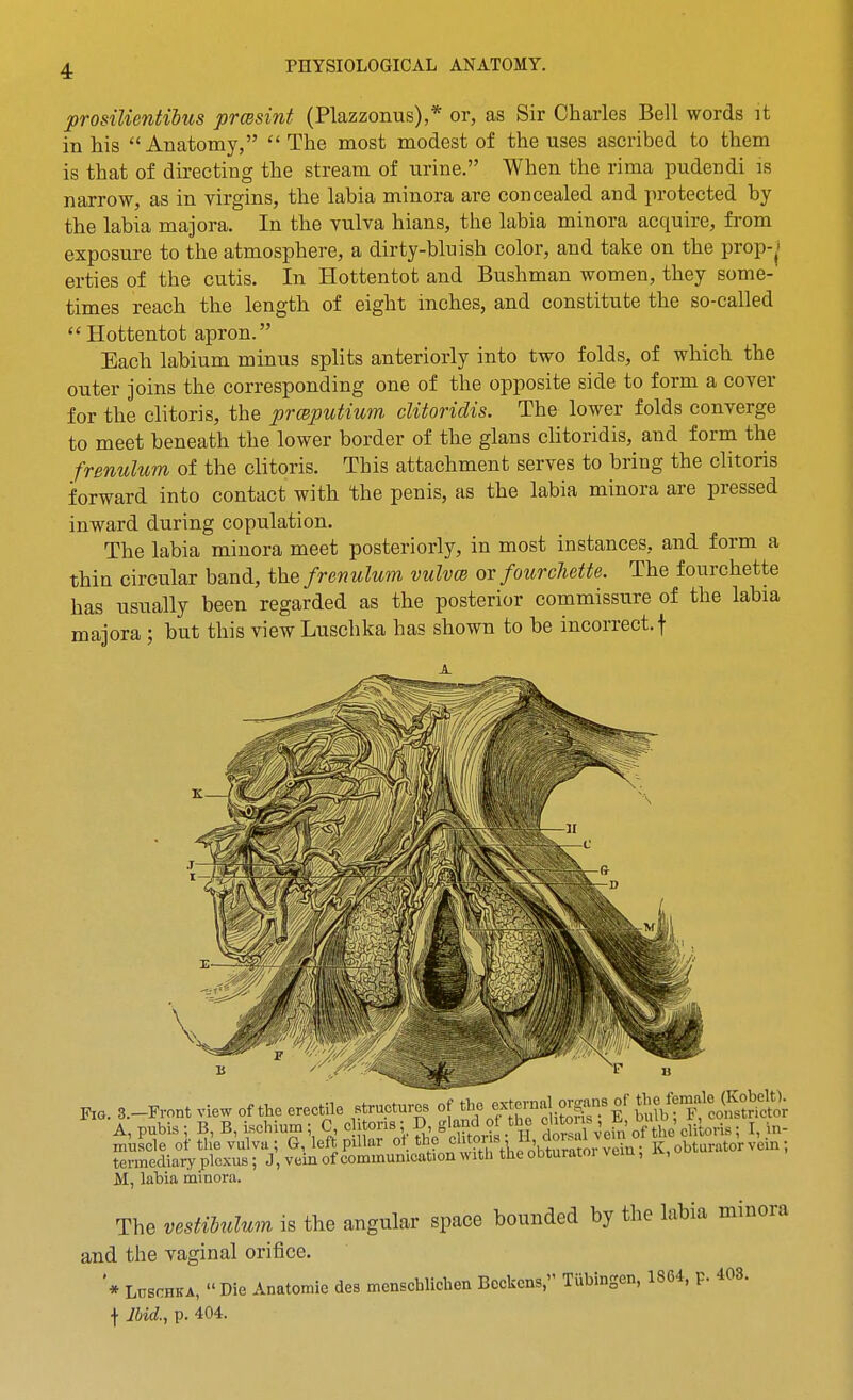 prosiUentibtis prmint (Plazzonus),* or, as Sir Charles Bell words it in his Anatomy,  The most modest of the uses ascribed to them is that of directing the stream of urine. When the rima pudendi is narrow, as in virgins, the labia minora are concealed and protected by the labia majora. In the vulva hians, the labia minora acquire, from exposure to the atmosphere, a dirty-bluish color, and take on the prop-» erties of the cutis. In Hottentot and Bushman women, they some- times reach the length of eight inches, and constitute the so-called  Hottentot apron. Each labium minus splits anteriorly into two folds, of which the outer joins the corresponding one of the opposite side to form a cover for the clitoris, the prmputium clitoridis. The lower folds converge to meet beneath the lower border of the glans clitoridis, and form the frenulum of the clitoris. This attachment serves to bring the clitoris forward into contact with the penis, as the labia minora are pressed inward during copulation. The labia minora meet posteriorly, in most instances, and form a thin circular band, the frenulum vulvm or fourchette. The fourchette has usually been regarded as the posterior commissure of the labia majora; but this view Luschka has shown to be incorrect, f Fxo. 3.-FvontviewoftheerecU,le structure. J,' f-^SS^'e bu^^^^^^^ A, pubis ; B, B, ischium; C chtons; D, S'^nd o the c'lto s b _ muscle of the vulva; G, left pillar o*.°''J?\v,„^^^^^^^^ K, obturator vem; termediary plexus; J, vein of commumcation with the obturatoi vem, , M, labia minora. The vestilulum is the angular space bounded by the labia minora and the vaginal orifice. '* Luschka, Die Anatomic des menscblichen Beckons, TUbingen, 1864, p. 403. f Ihid., p. 404.