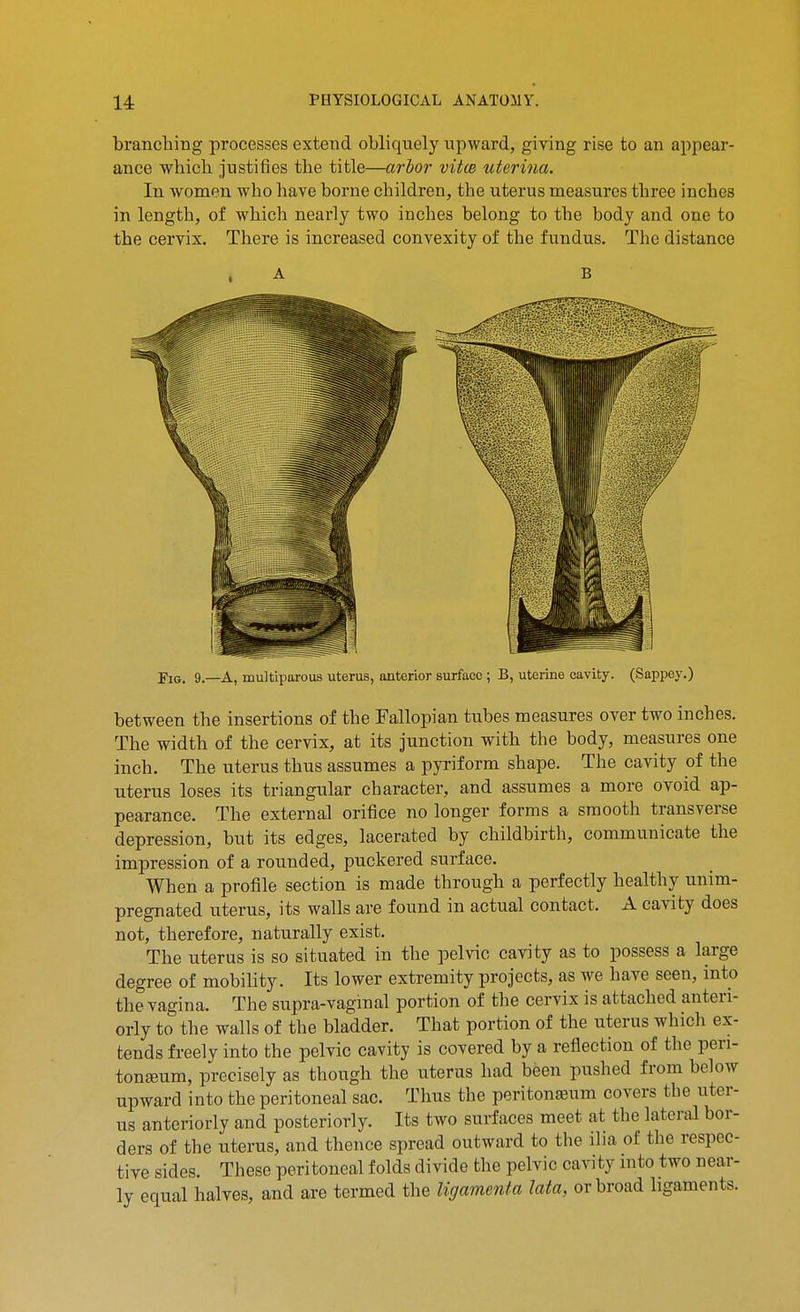 branching processes extend obliquely njiward, giving rise to an appear- ance which Justifies the title—arbor vitce uterina. In Avomen who have borne children, the uterus measures three inches in length, of which nearly two inches belong to the body and one to the cervix. There is increased convexity of the fundus. The distance Fig. 9.—a, multiparous uterus, anterior surface; B, uterine cavity. (Sappey.) between the insertions of the Fallopian tubes measures over two inches. The width of the cervix, at its junction with the body, measures one inch. The uterus thus assumes a pyriform shape. The cavity of the uterus loses its triangular character, and assumes a more ovoid ap- pearance. The external orifice no longer forms a smooth transverse depression, but its edges, lacerated by childbirth, communicate the impression of a rounded, puckered surface. When a profile section is made through a perfectly healthy unim- pregnated uterus, its walls are found in actual contact. A cavity does not, therefore, naturally exist. The uterus is so situated in the pelvic cavity as to possess a large degree of mobility. Its lower extremity projects, as we have seen, into the vagina. The supra-vaginal portion of the cervix is attached anteri- orly to the walls of the bladder. That portion of the uterus which ex- tends freely into the pelvic cavity is covered by a reflection of the peri- toneum, precisely as though the uterus had been pushed from below upward into the peritoneal sac. Thus the peritoneum covers the uter- us anteriorly and posteriorly. Its two surfaces meet at the lateral bor- ders of the uterus, and thence spread outward to the ilia of the respec- tive sides. These peritoneal folds divide the pelvic cavity into two near- ly equal halves, and are termed the Kgamenta lata, or broad ligaments.