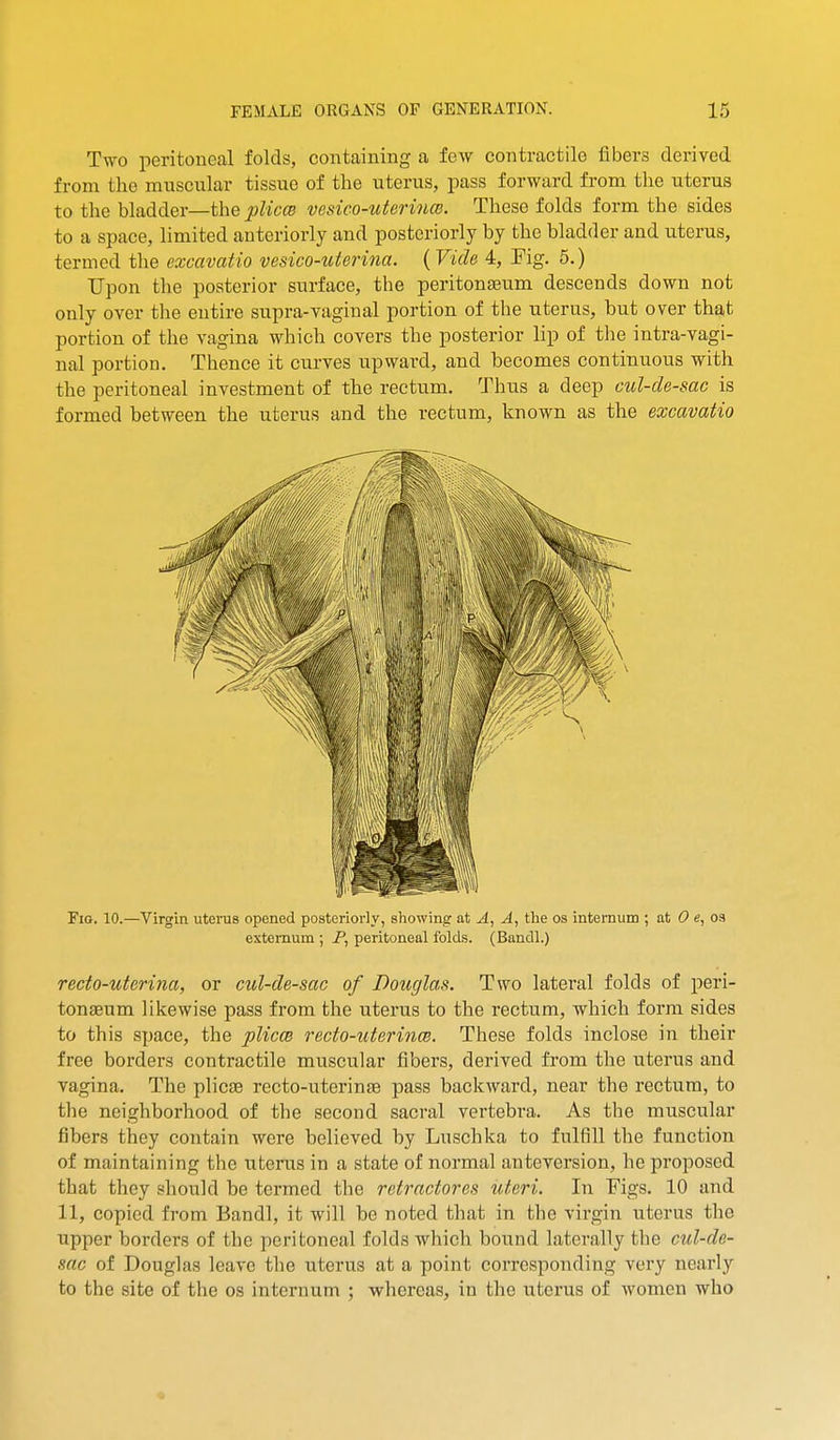 Two peritoneal folds, containing a few contractile fibers derived from the musciilar tissue of the uterus, pass forward from the uterus to the bladder—the plim vcsico-uterinm. These folds form the sides to a space, limited anteriorly and posteriorly by the bladder and uterus, termed tlie exoavatio vesico-uterina. (Vide 4, Fig. 6.) Upon the posterior surface, the peritonaeum descends down not only over the entire supra-vaginal portion of the uterus, but over that portion of the vagina which covers the posterior lip of tlie intra-vagi- nal portion. Thence it curves upward, and becomes continuous with the peritoneal investment of the rectum. Thus a deep cul-de-sac is formed between the uterus and the rectum, known as the excavatio Fio. 10.—Virgin uterus opened posteriorly, showing at A, A, the os internum ; at 0 e, 03 externum ; F, peritoneal folds. (Bandl.) recto-uterina, or cul-de-sac of Douglas. Two lateral folds of peri- tonaeum likewise pass from the uterus to the rectum, which form sides to this space, the plicce recto-uterinm. These folds inclose in their free borders contractile muscular fibers, derived from the uterus and vagina. The plicae recto-uterinae pass baclcward, near the rectum, to the neighborhood of the second sacral vertebra. As the muscular fibers they contain were believed by Luschka to fulfill the function of maintaining the uterus in a state of normal anteversion, he pi'oposcd that they should be termed the retrnctores uleri. In Figs. 10 and 11, copied from Bandl, it will be noted that in the virgin uterus the upper borders of the peritoneal folds whicli bound laterally the cul-de- sac of Douglas leave the uterus at a point corresponding very nearly to the site of the os internum ; whereas, in the uterus of women who